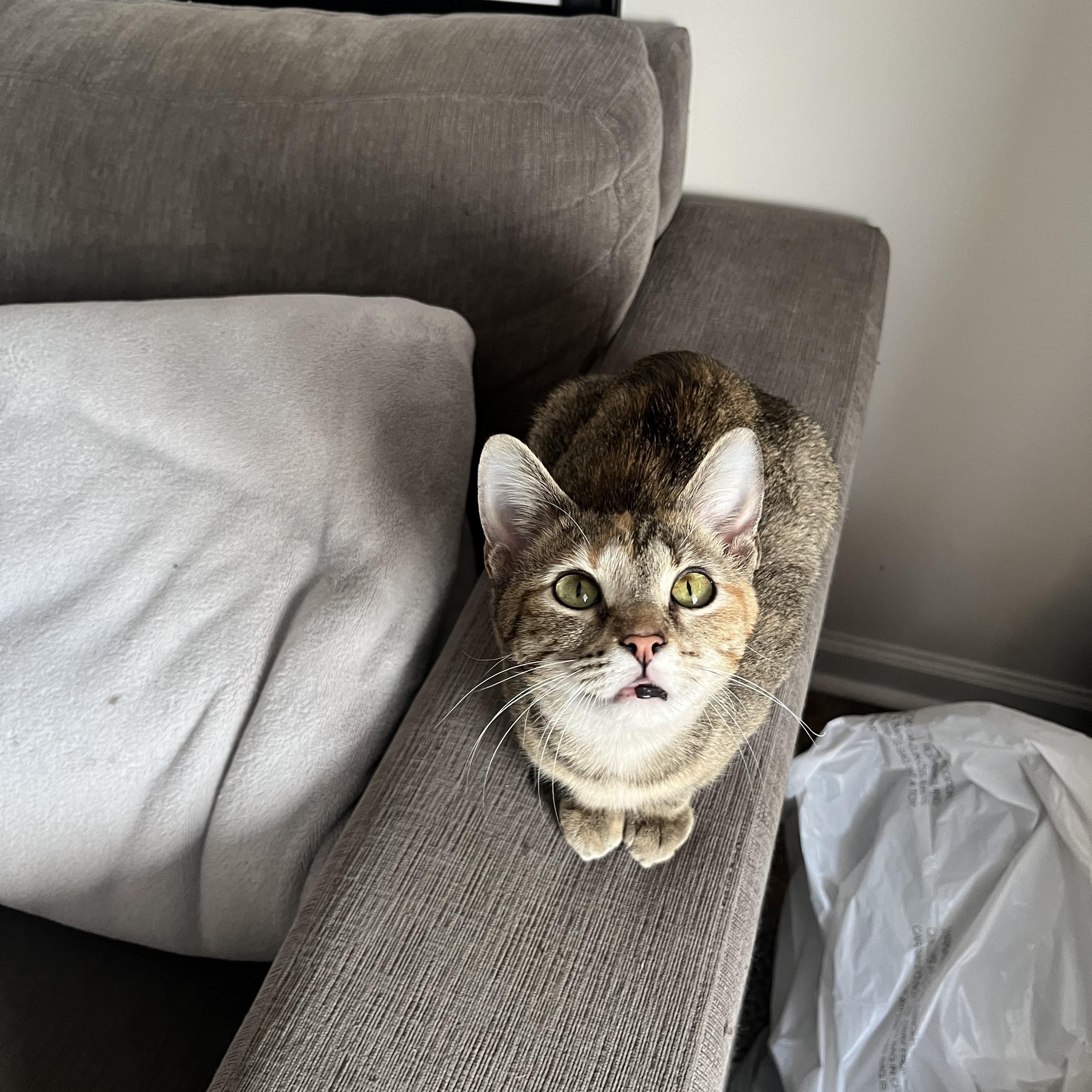 Penny, a ADOPTABLE mixed breed in Campbellsville, KY image 5/6