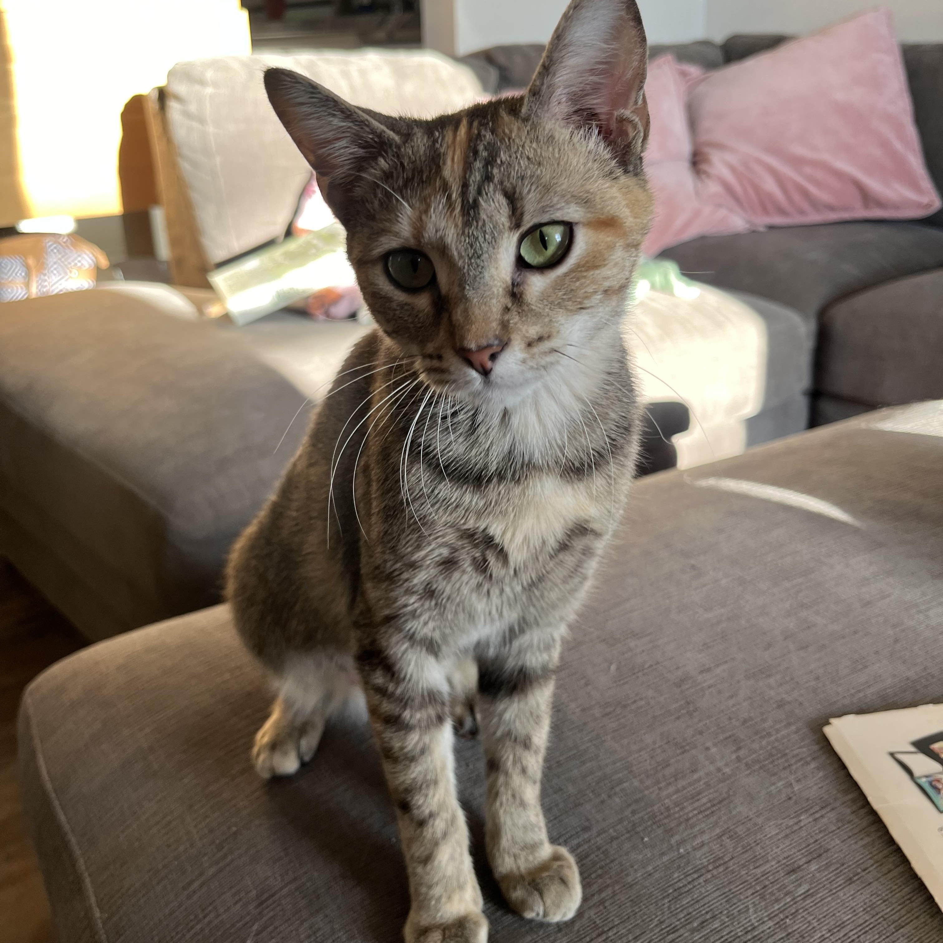 Penny, a ADOPTABLE mixed breed in Campbellsville, KY image 2/6