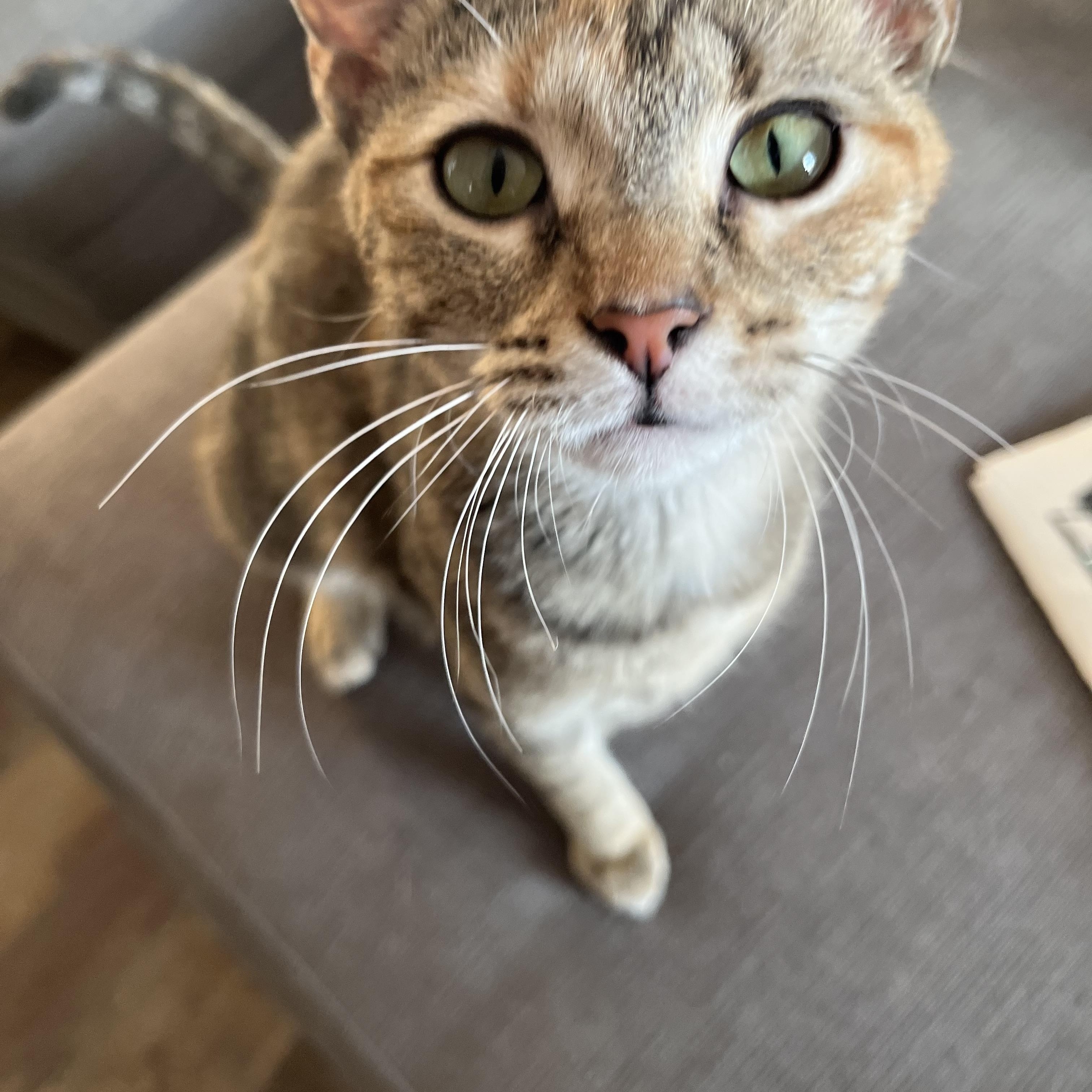 Penny, a ADOPTABLE mixed breed in Campbellsville, KY image 3/6