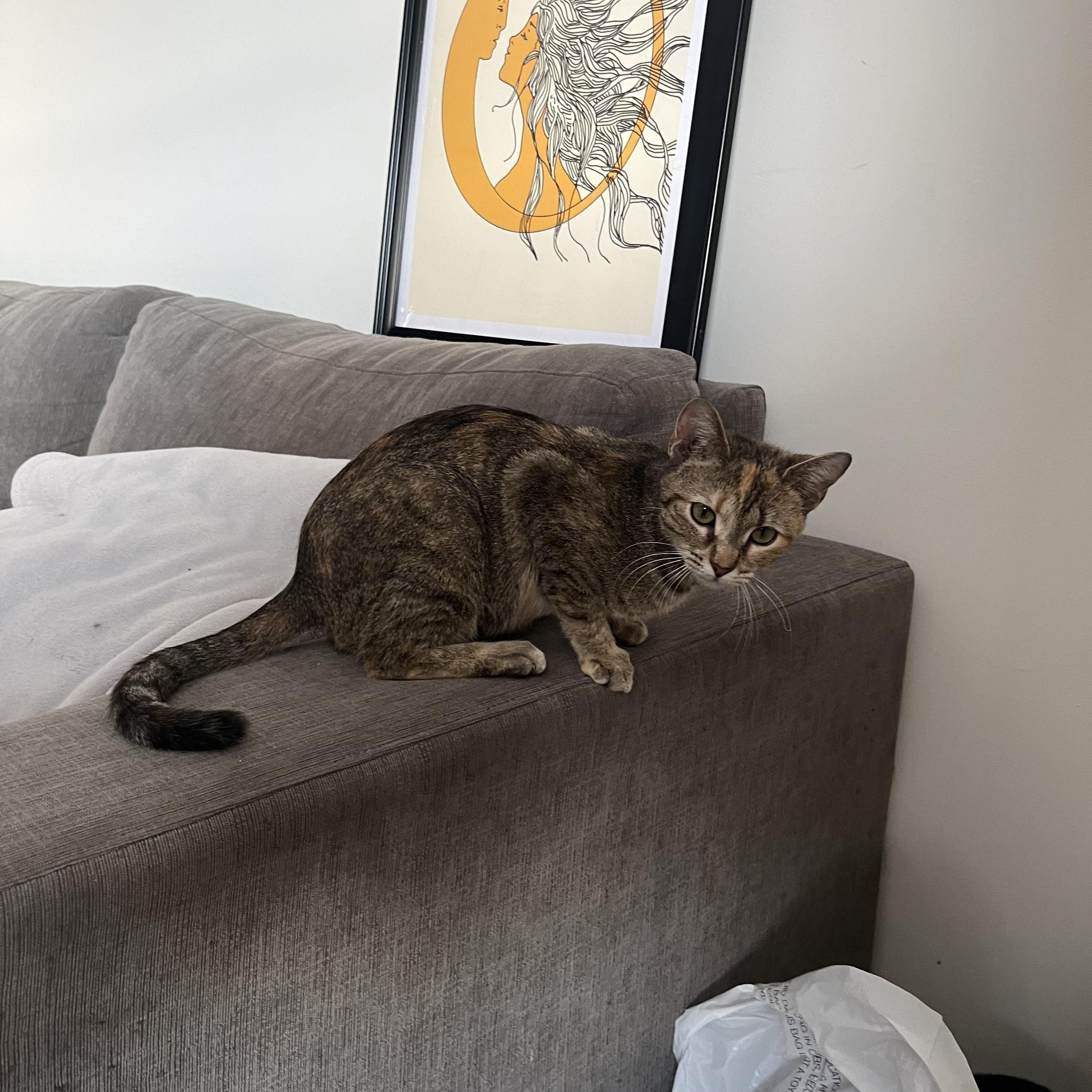 Penny, a ADOPTABLE mixed breed in Campbellsville, KY image 6/6