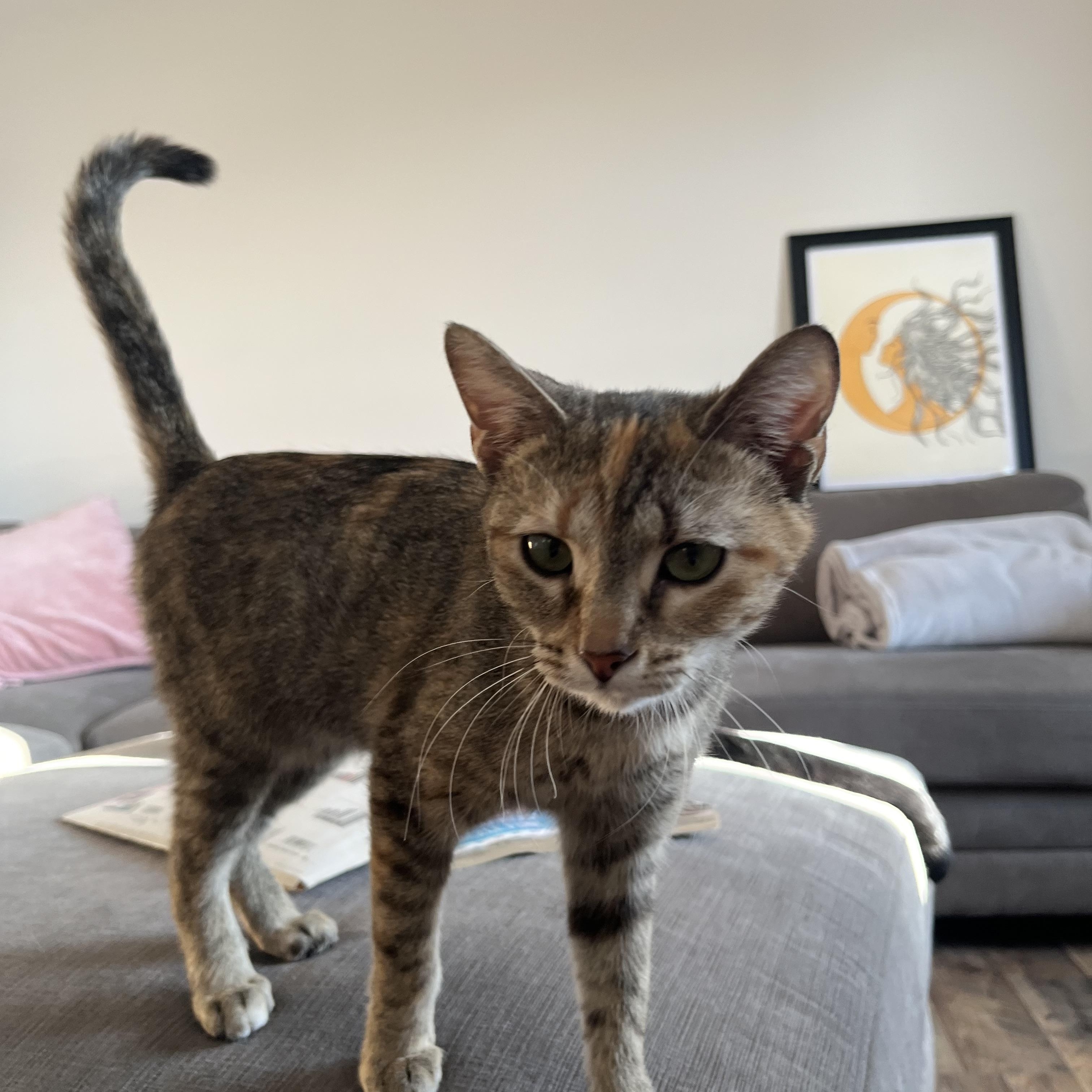 Penny, a ADOPTABLE mixed breed in Campbellsville, KY image 4/6