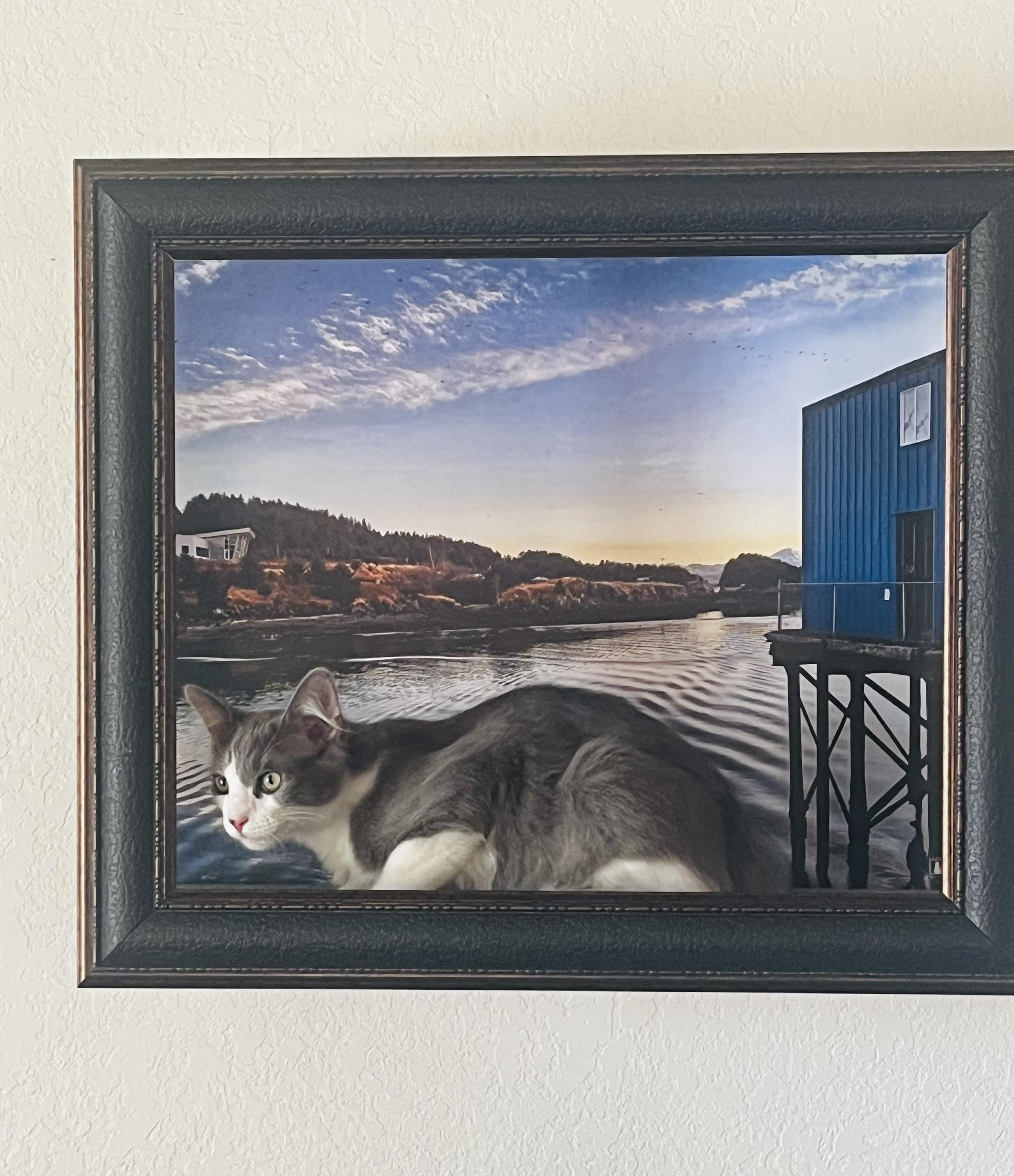 Ferb, an adoptable Siberian, Maine Coon in Santa Clarita, CA, 91350 | Photo Image 2