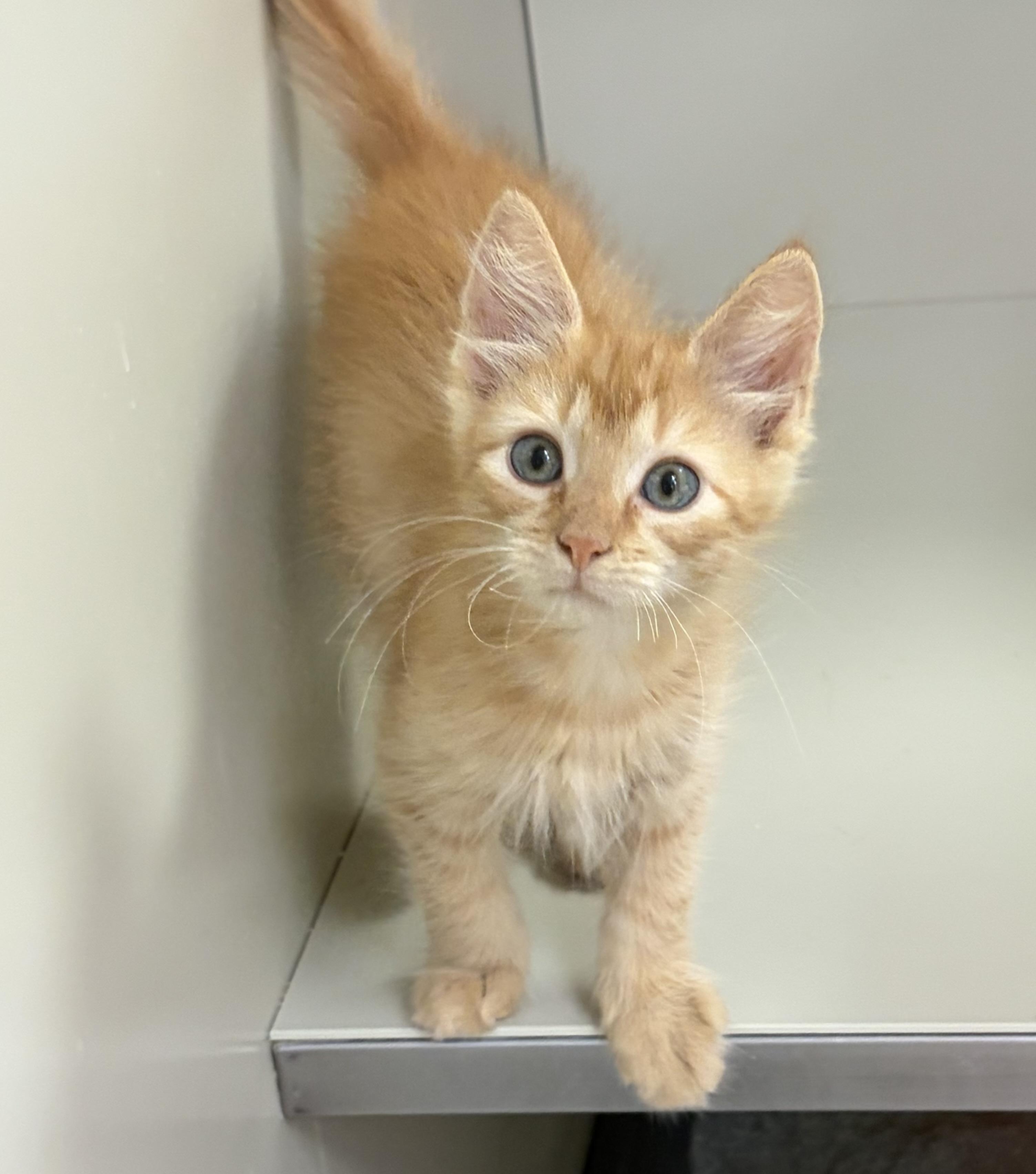 Tanner, adopted, Kitten Male Domestic Short Hair.