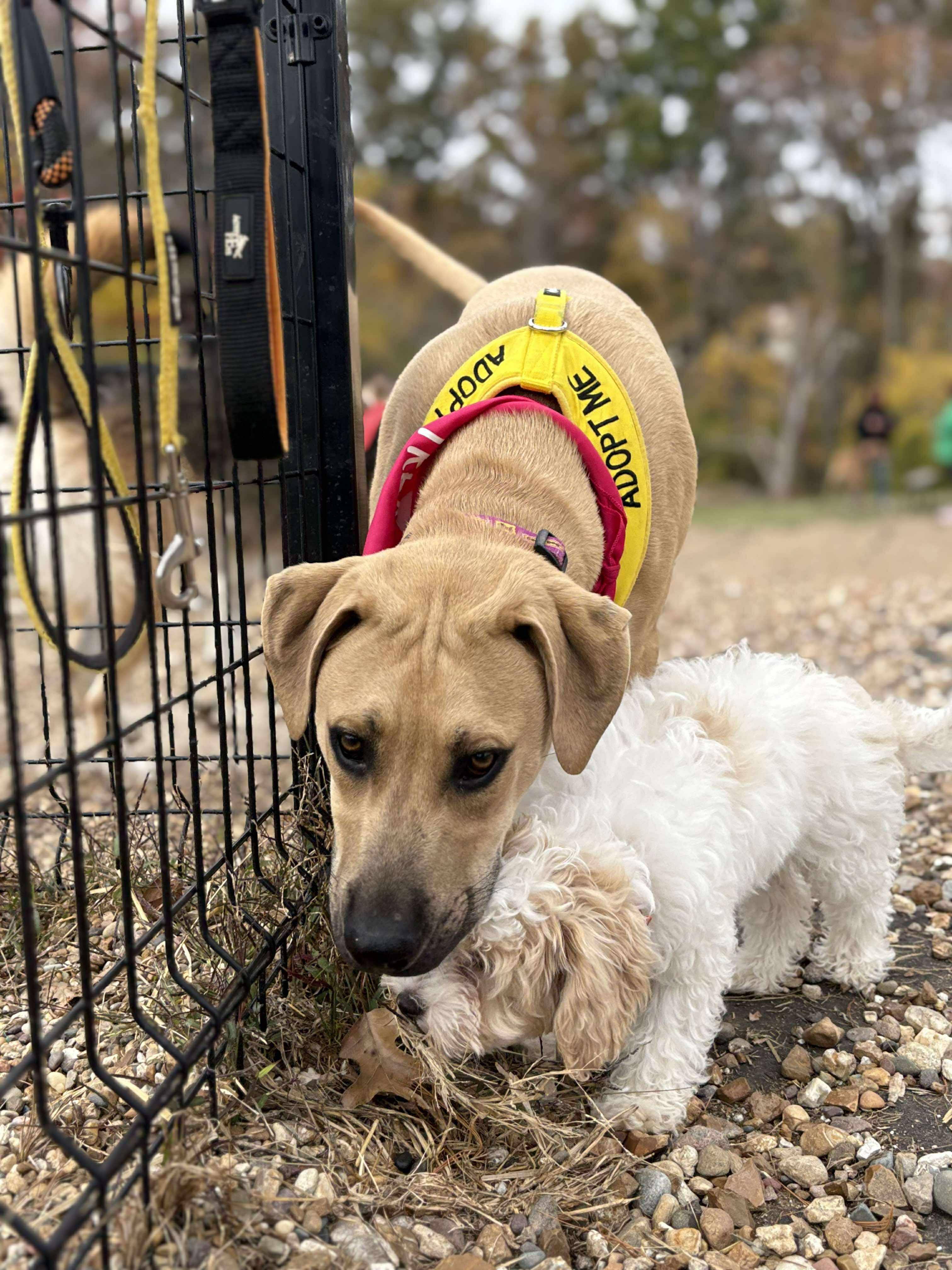 Biscuit, Adoptable, Young Male Labrador Retriever & Beagle.