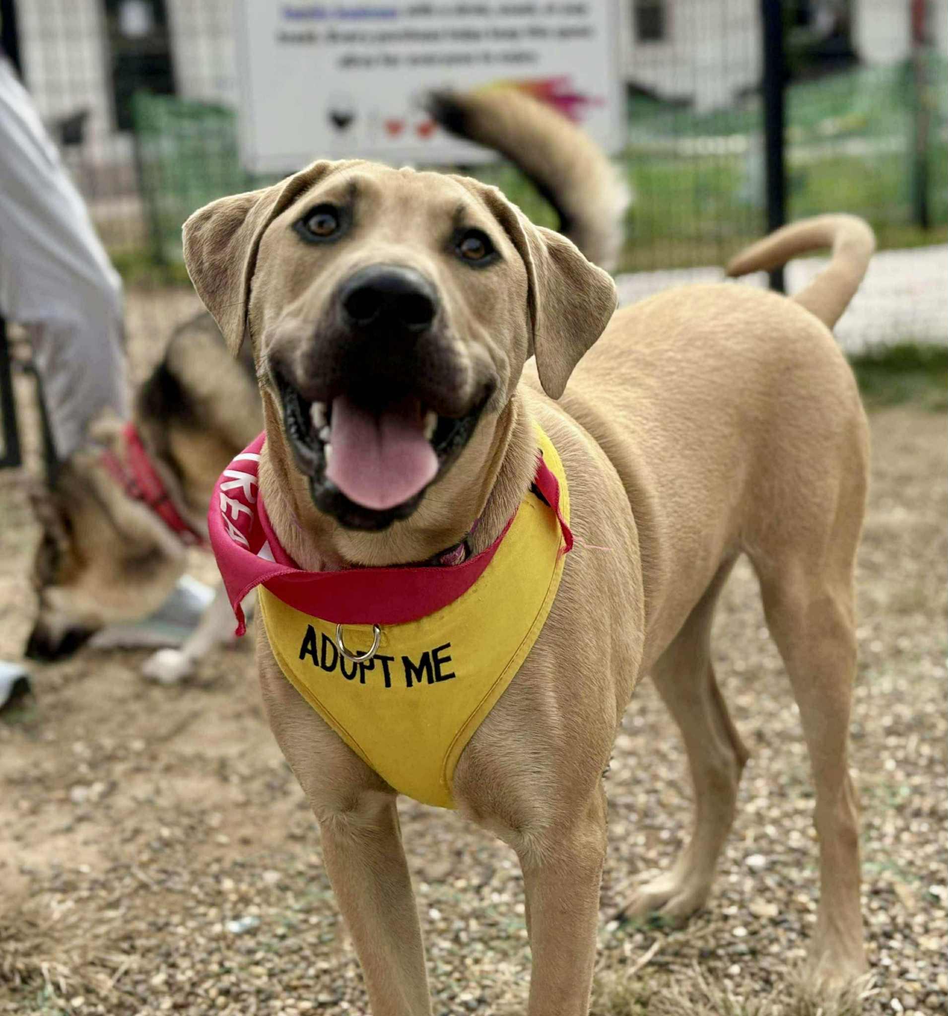 Enlarge Biscuit, a Adoptable mixed breed in Florissant, MO image 1/6