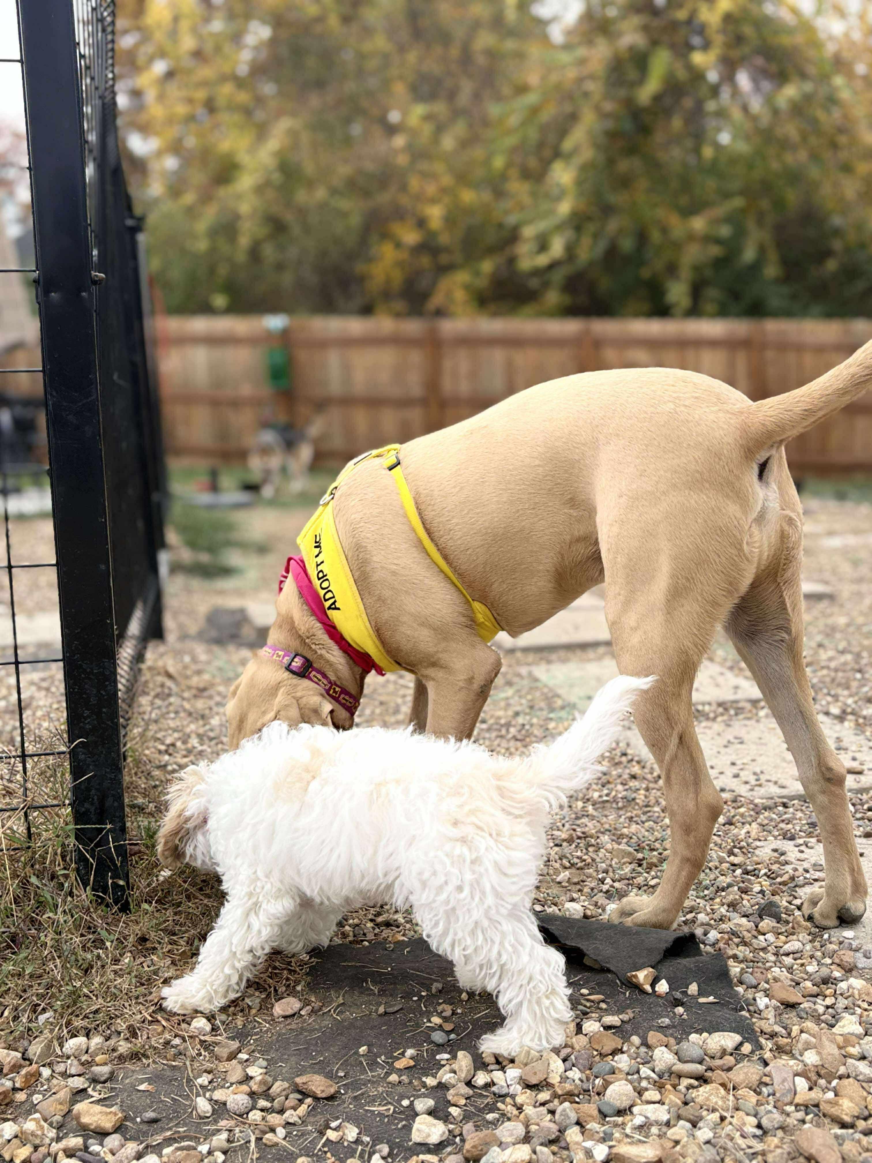 Biscuit, a Adoptable mixed breed in Florissant, MO image 4/6