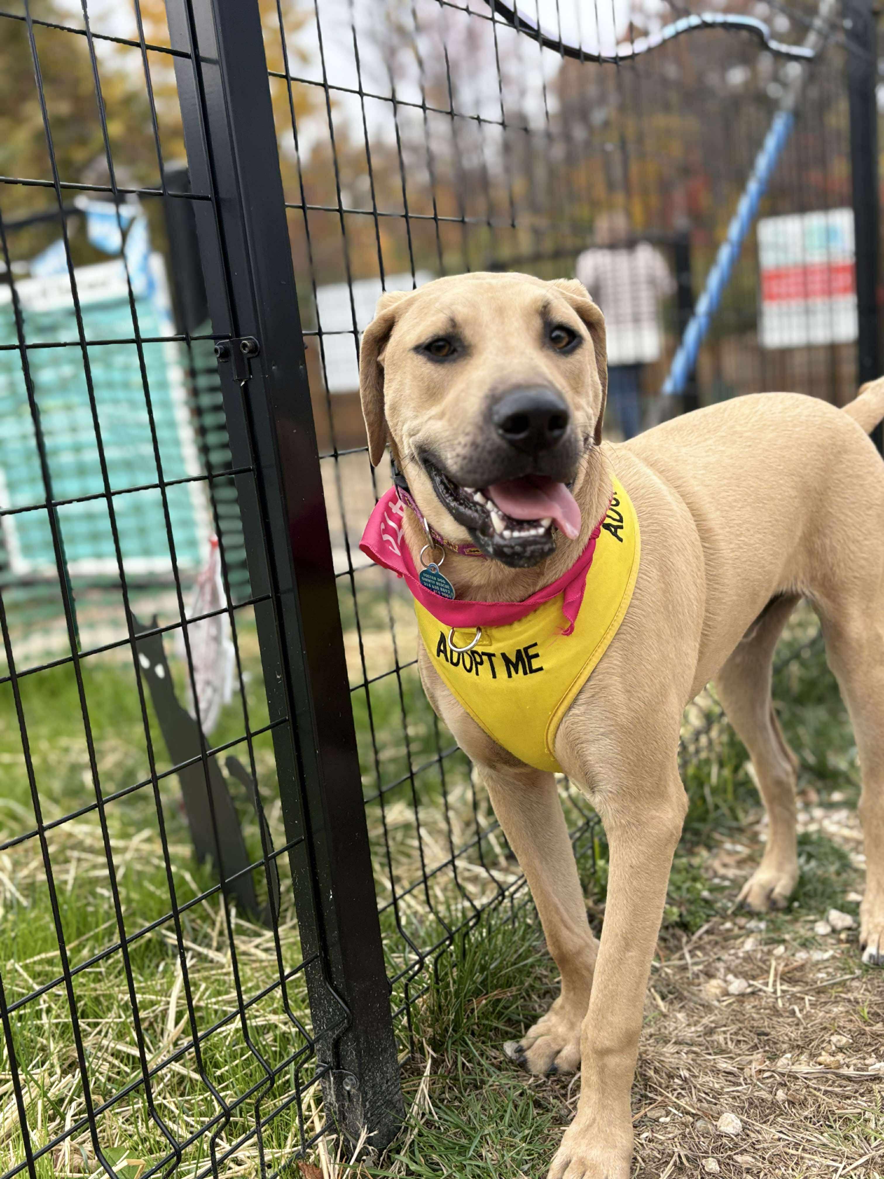 Enlarge Biscuit, a Adoptable mixed breed in Florissant, MO image 2/6