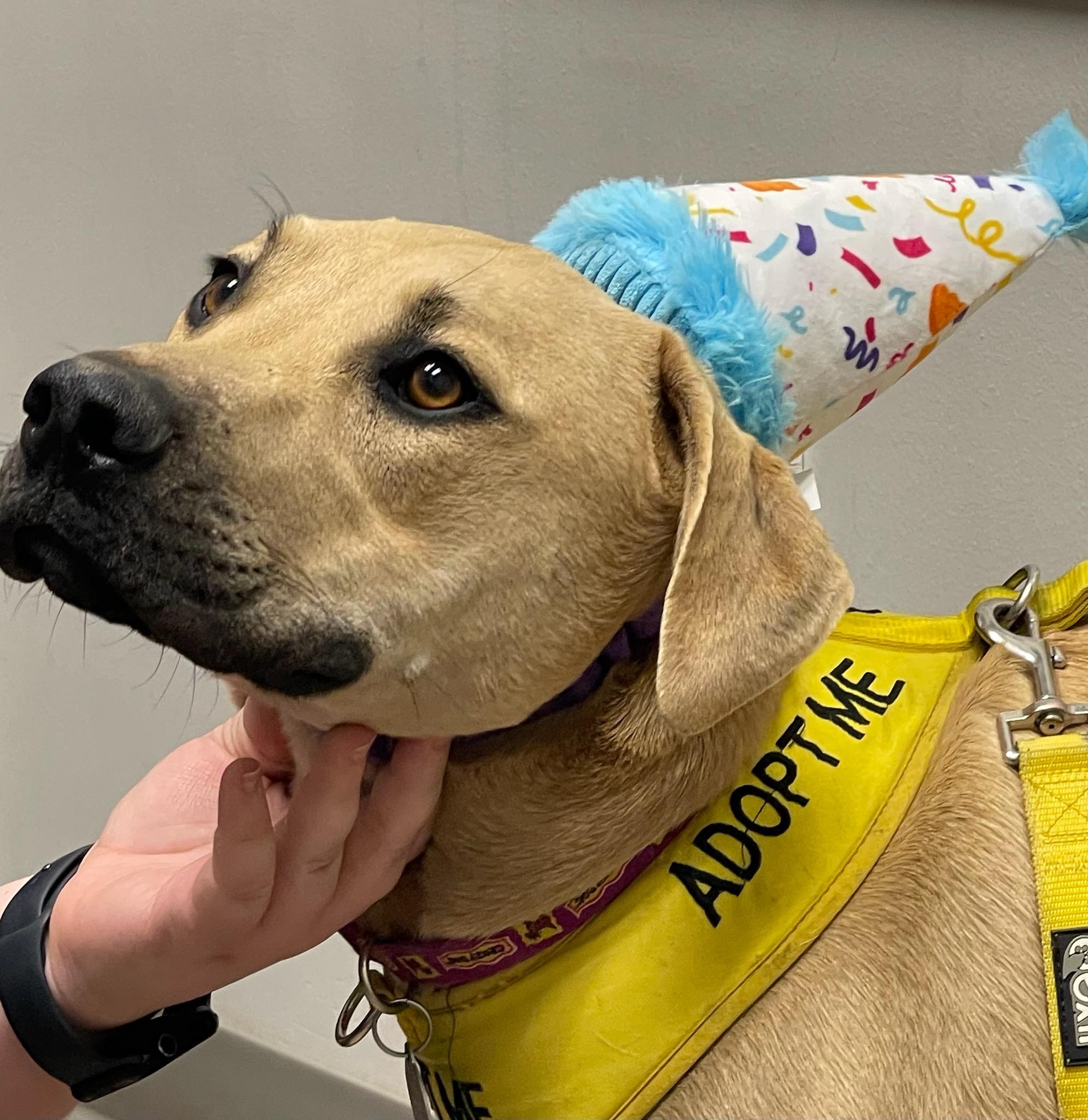 Enlarge Biscuit, a Adoptable mixed breed in Florissant, MO image 4/6