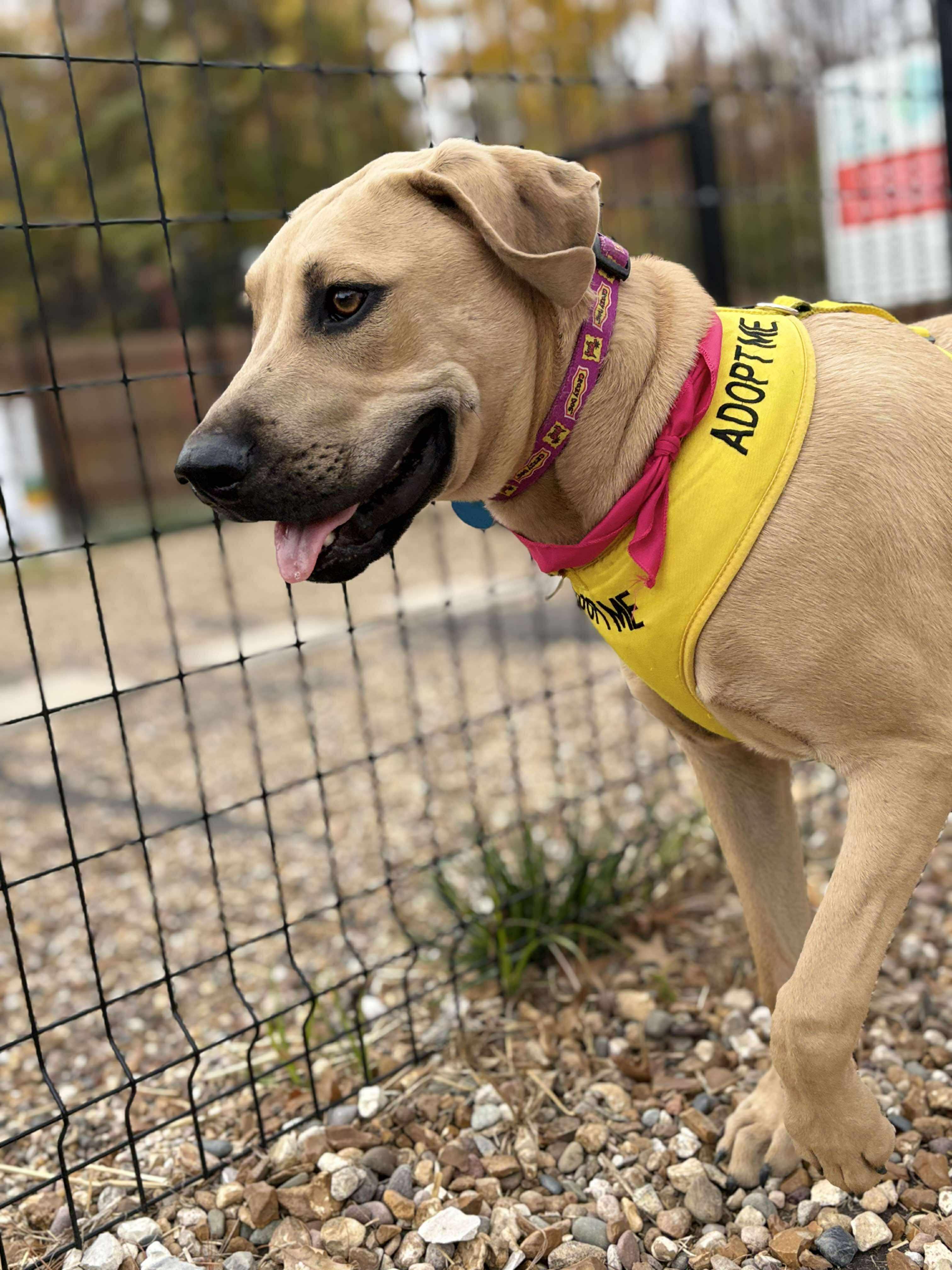Enlarge Biscuit, a Adoptable mixed breed in Florissant, MO image 4/6