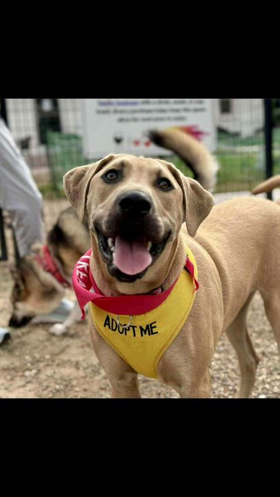 Enlarge Biscuit, a Adoptable mixed breed in Florissant, MO video 6/6