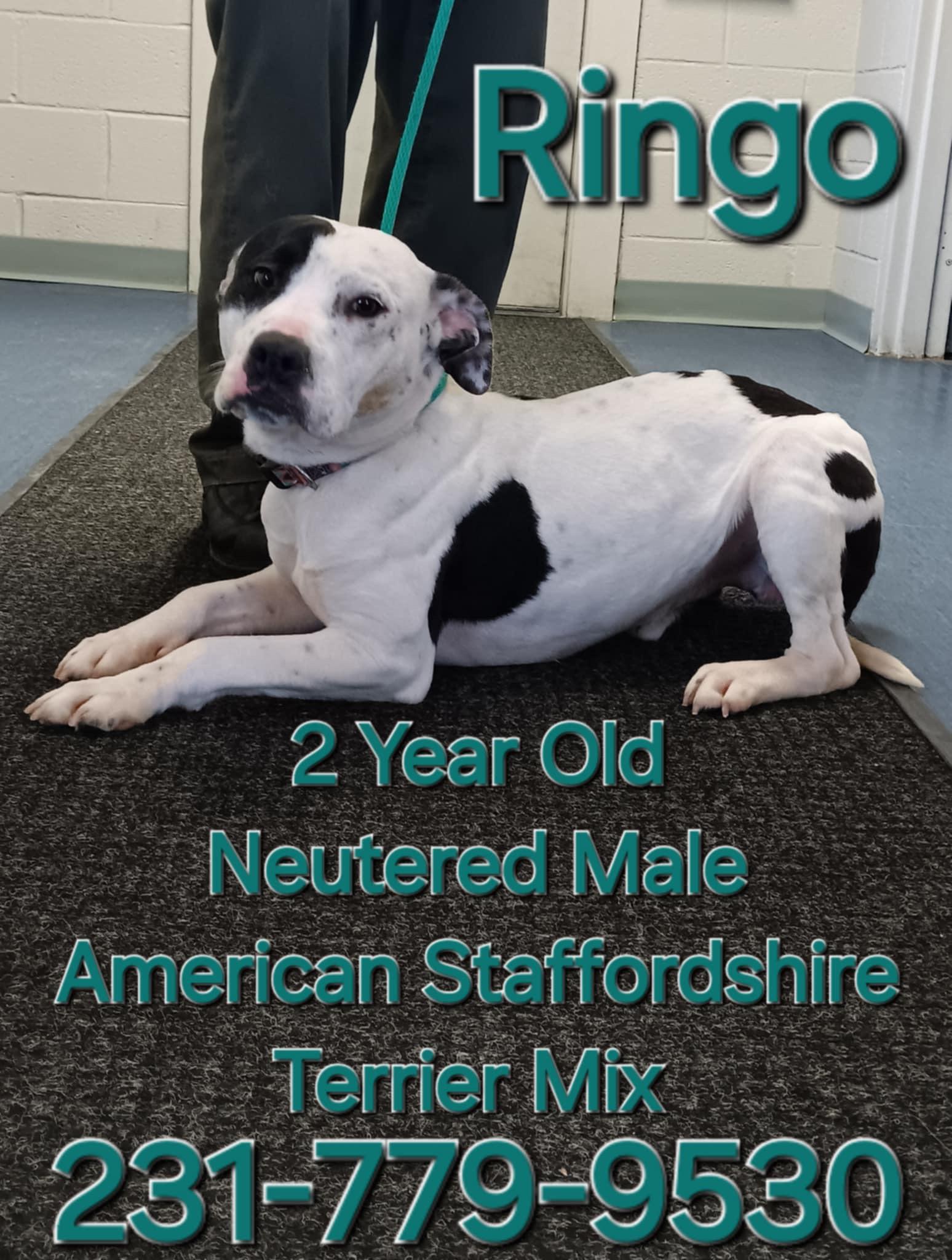 RINGO, an adoptable American Staffordshire Terrier Mix in Cadillac, MI_image-1