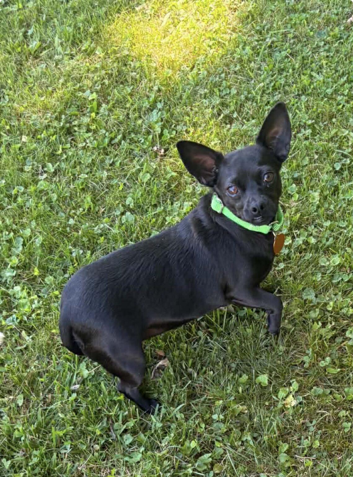 Willow, ADOPTABLE, Adult Female Chihuahua.