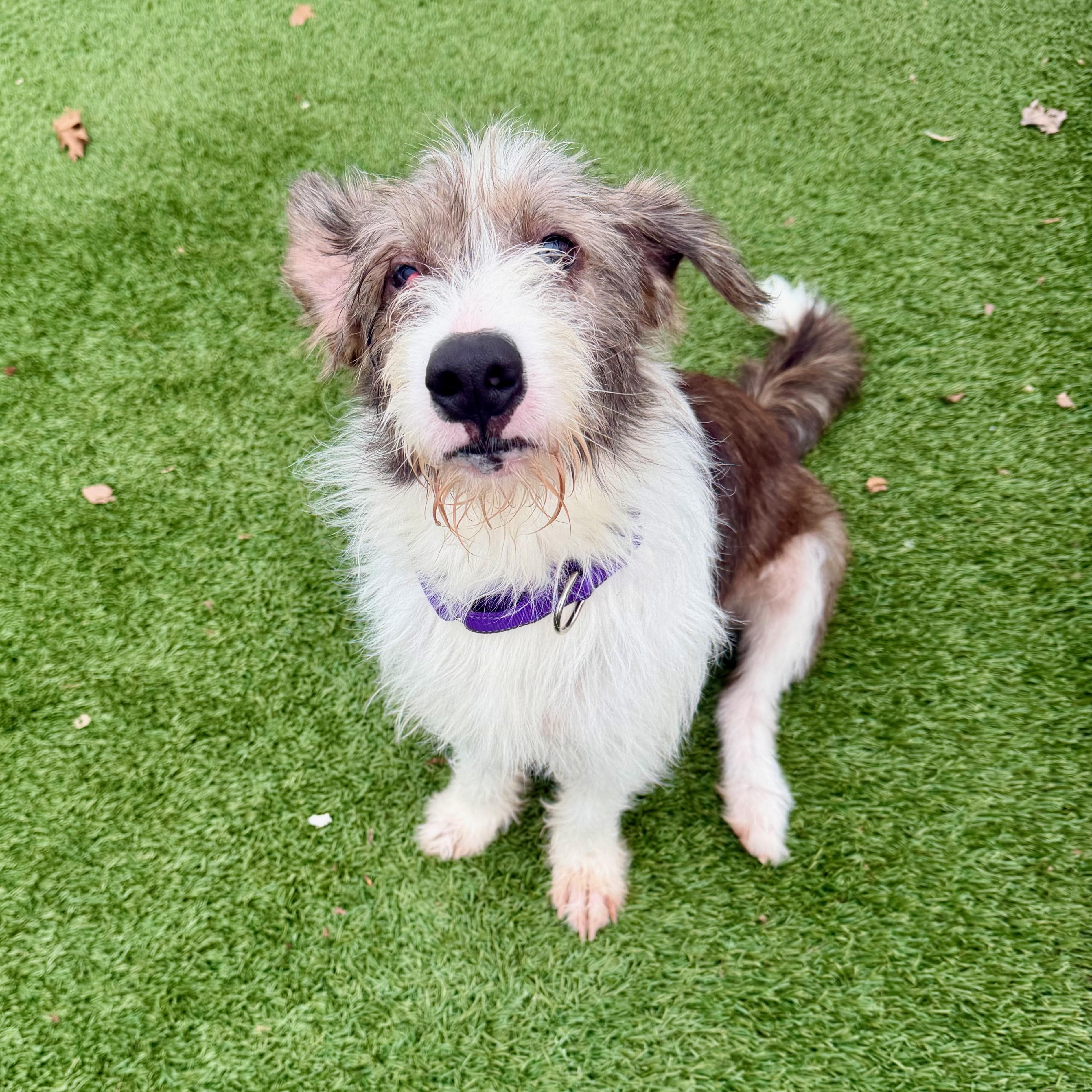 MIA, a Adoptable mixed breed in Cranston, RI image 2/3