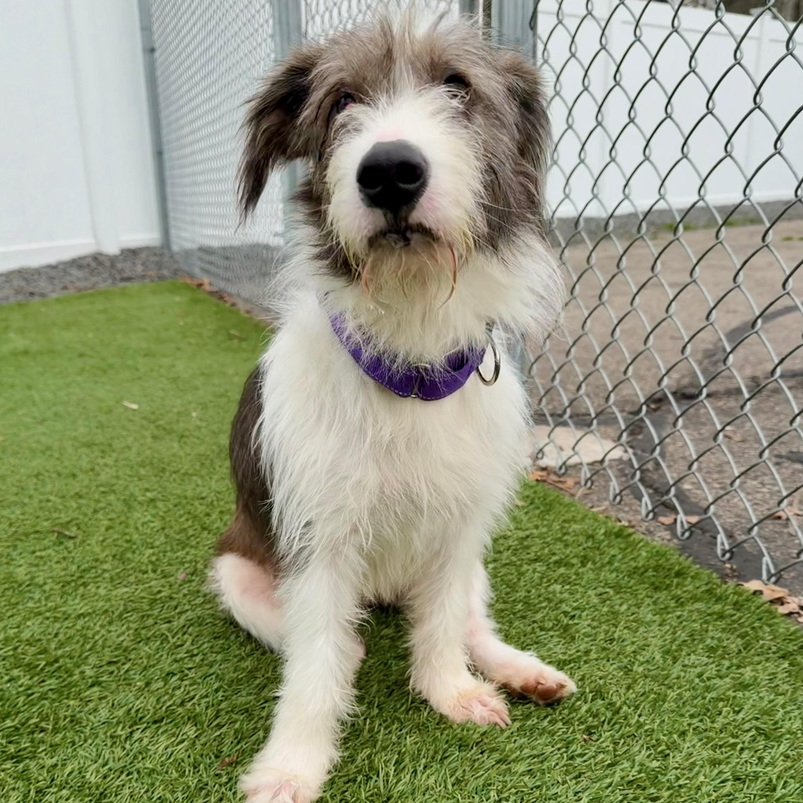 MIA, a Adoptable mixed breed in Cranston, RI image 1/3