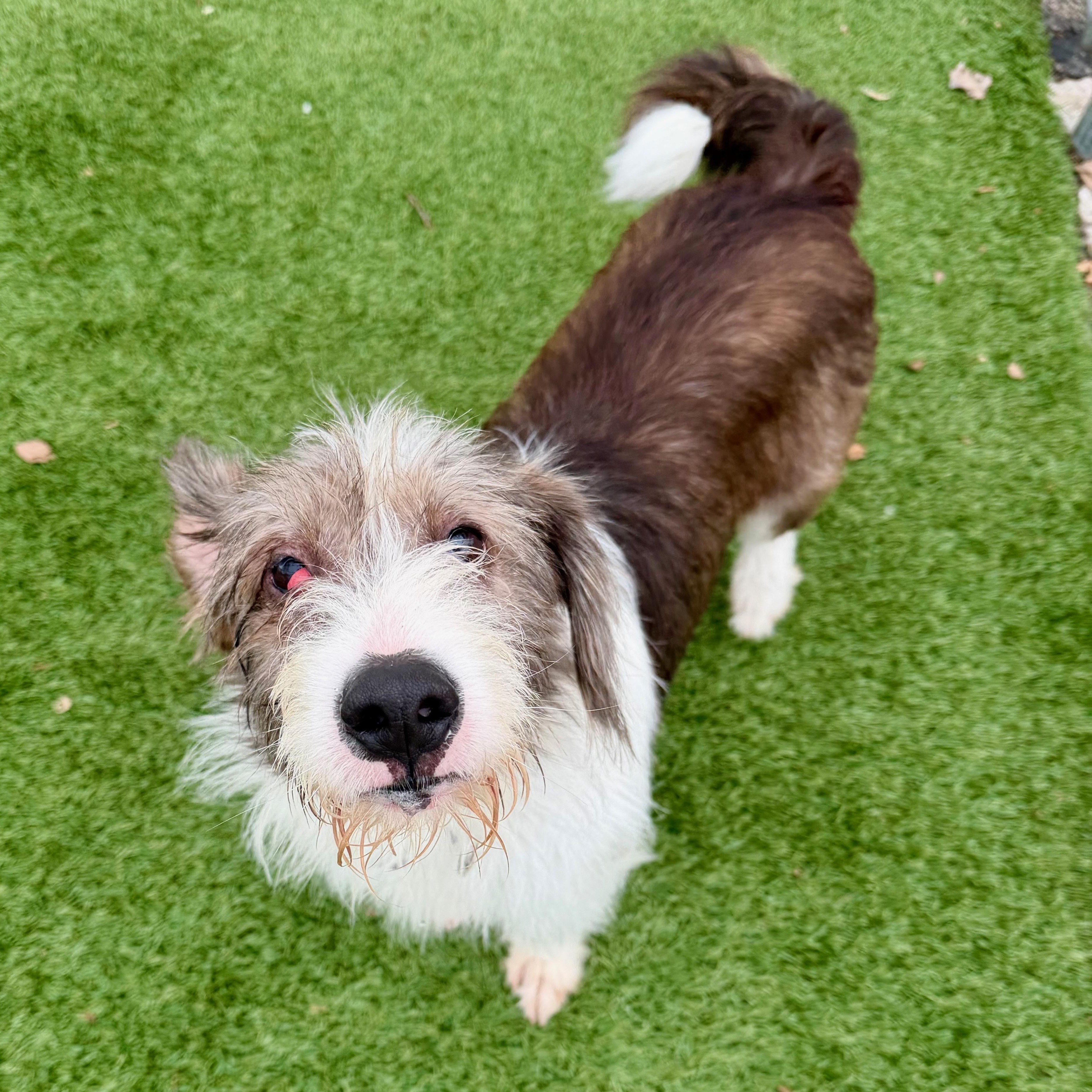 MIA, a Adoptable mixed breed in Cranston, RI image 3/3