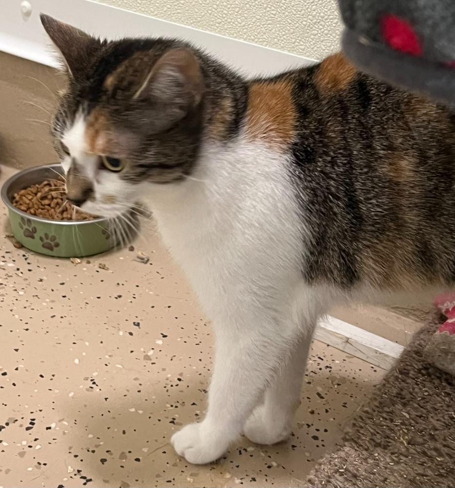 Enlarge Peaches, a Adoptable mixed breed in Troy, MO image 2/2