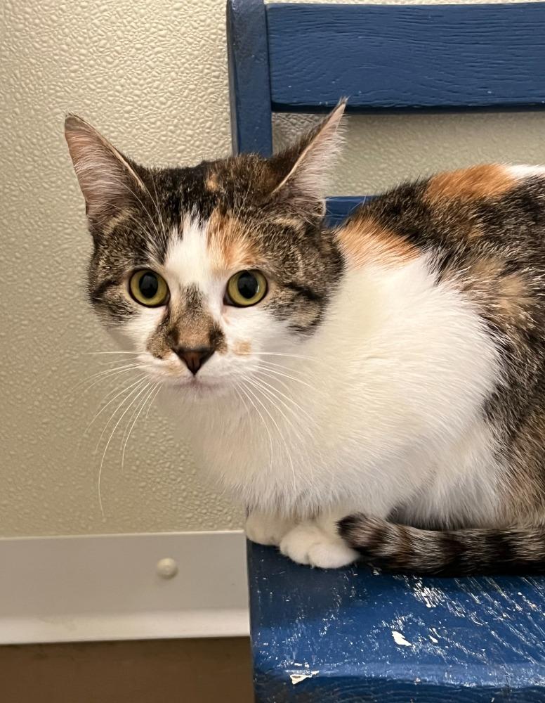 Enlarge Peaches, a Adoptable mixed breed in Troy, MO image 1/2