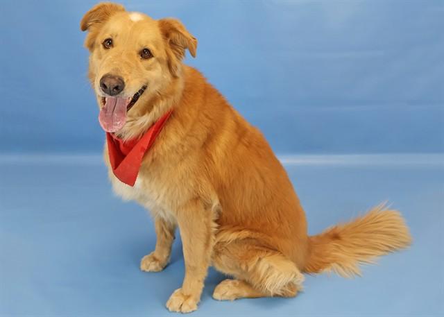 HUGO, Adoptable, Adult Male Collie & Mixed Breed.