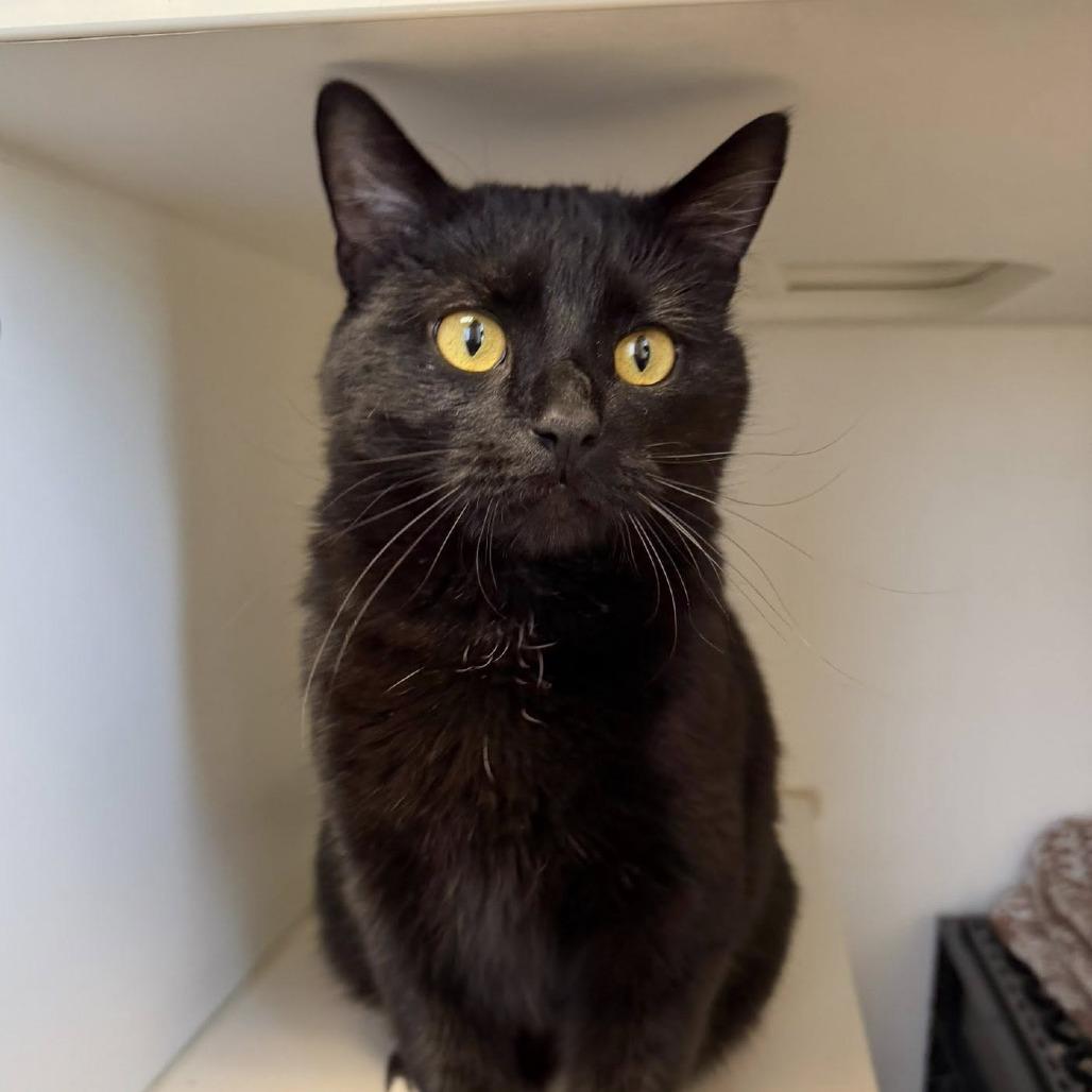 Frosty, Adoptable, Adult Female Domestic Medium Hair.