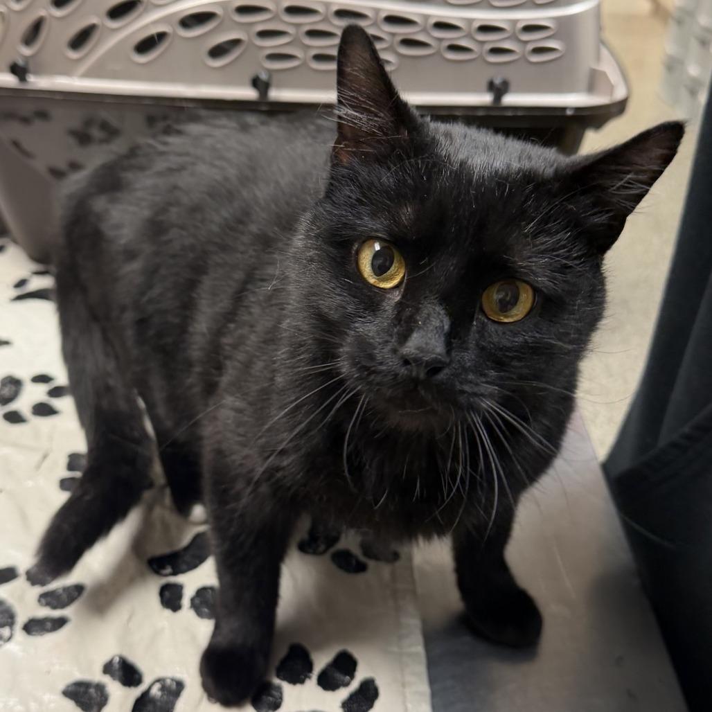 Enlarge Frosty, a Adoptable Domestic Medium Hair in Norfolk, NE image 2/2