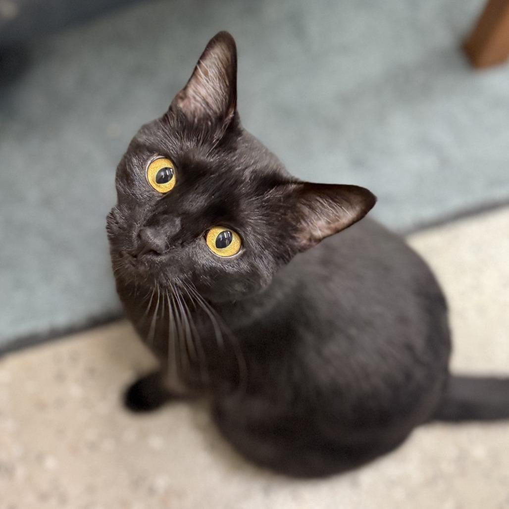 Enlarge Frosty, a Adoptable Domestic Medium Hair in Norfolk, NE image 3/3