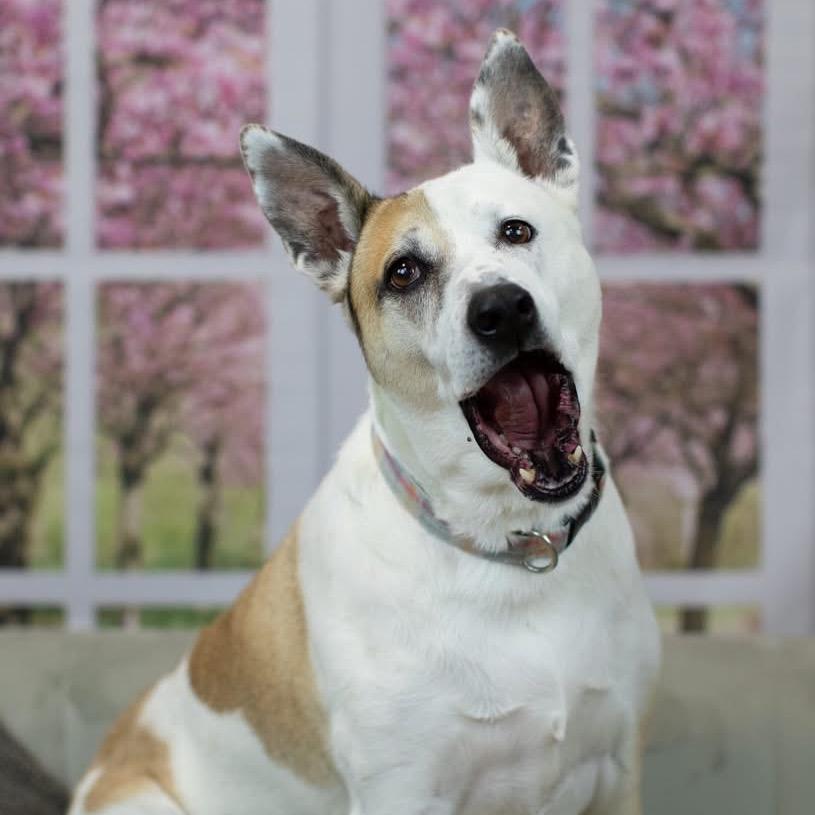 Enlarge Mya, a Adoptable mixed breed in East Saint Louis, IL image 1/6