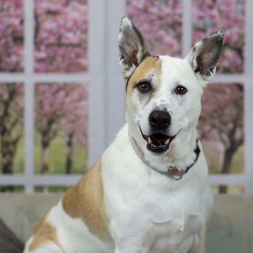 Enlarge Mya, a Adoptable mixed breed in East Saint Louis, IL image 4/6