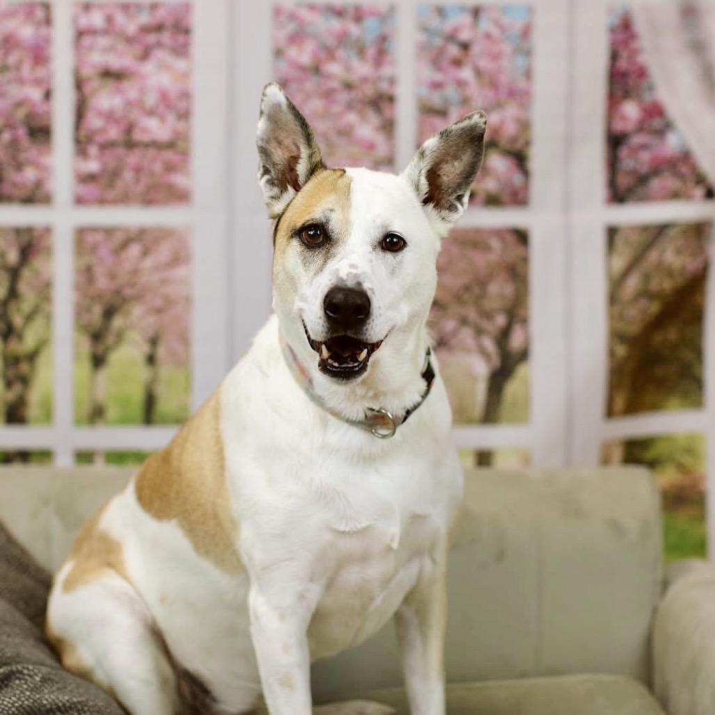 Mya, Adoptable, Senior Female Pit Bull Terrier & Shepherd.