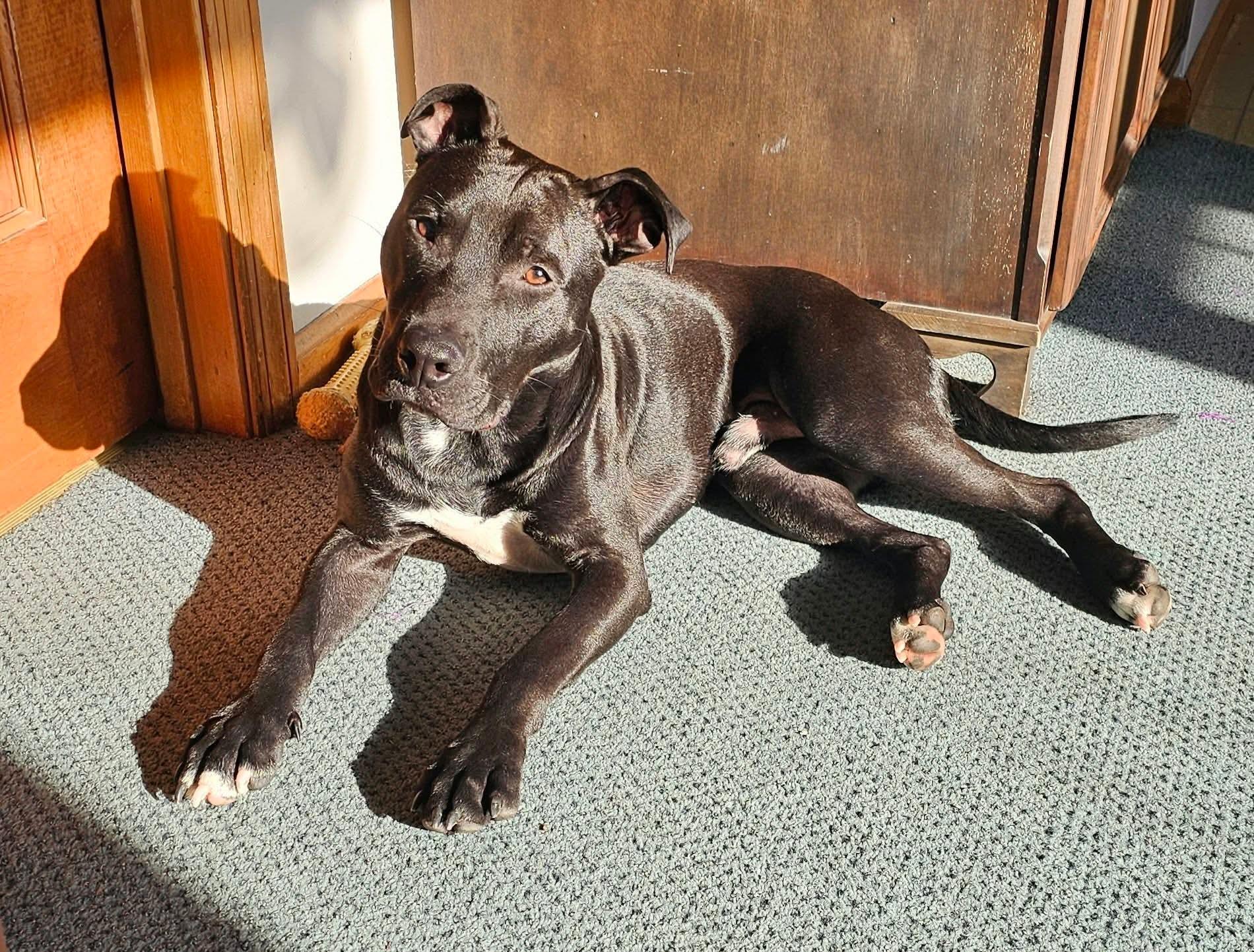 Jett, Adoptable, Puppy Male Mixed Breed.