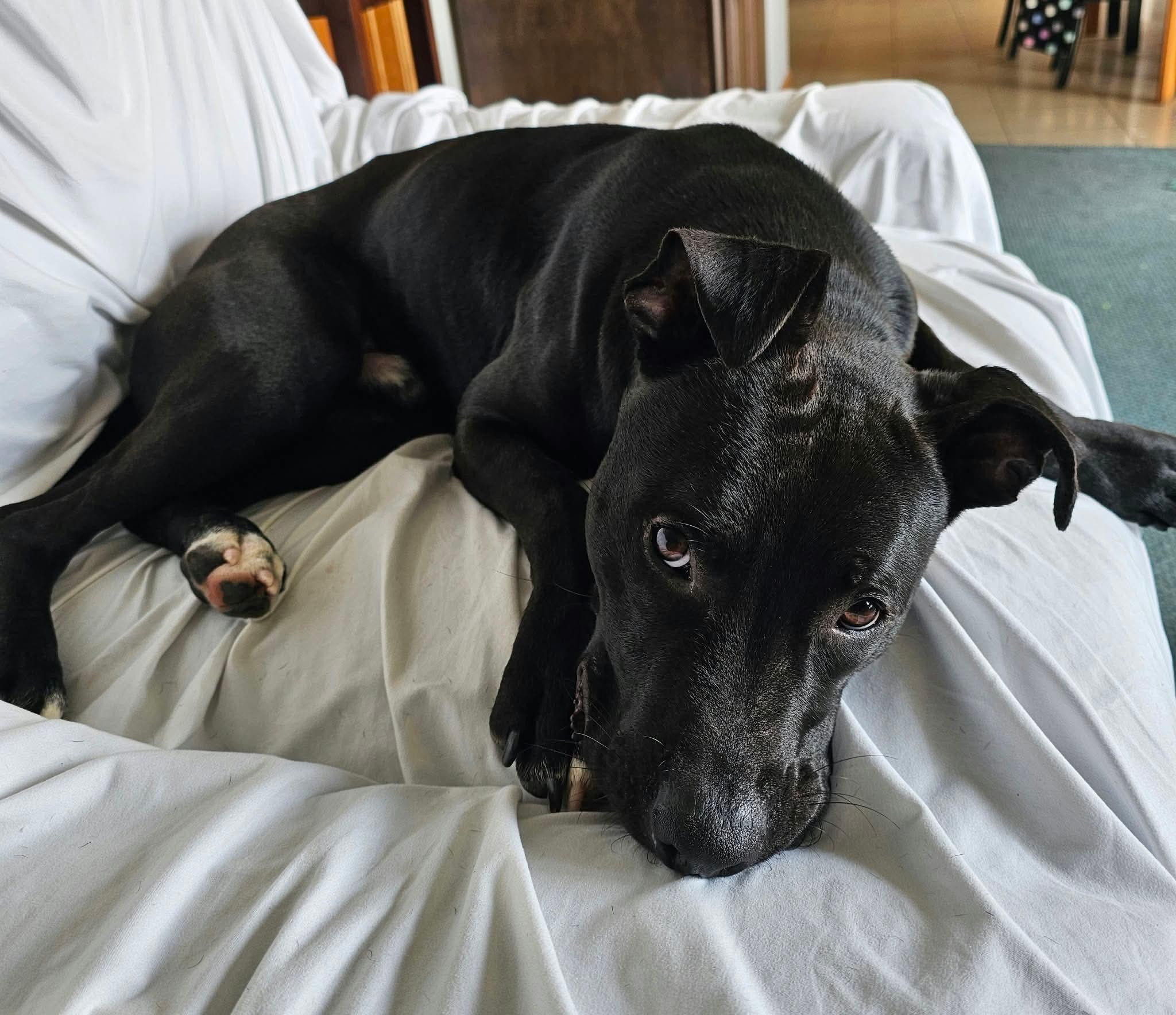 Enlarge Jett, a Adoptable Mixed Breed in Highland, NY image 3/4
