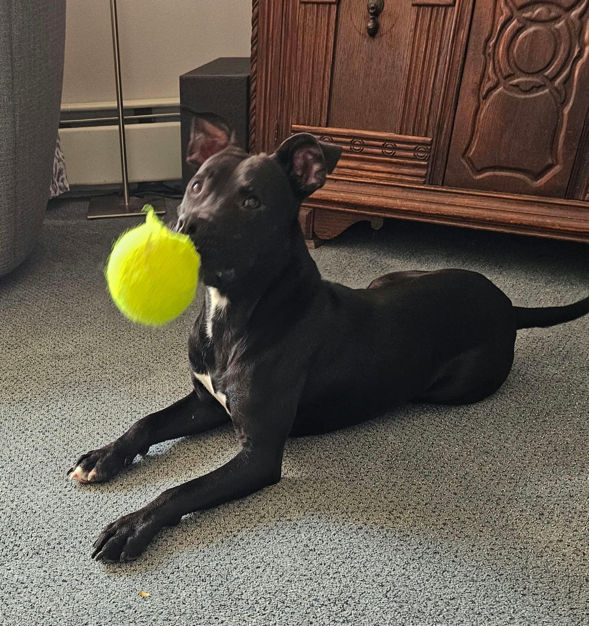 Enlarge Jett, a Adoptable Mixed Breed in Highland, NY image 2/4