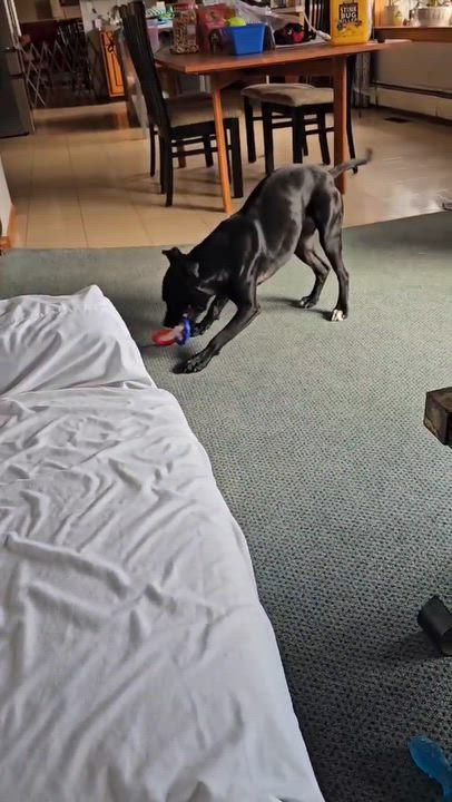 Enlarge Jett, a Adoptable Mixed Breed in Highland, NY video 4/4