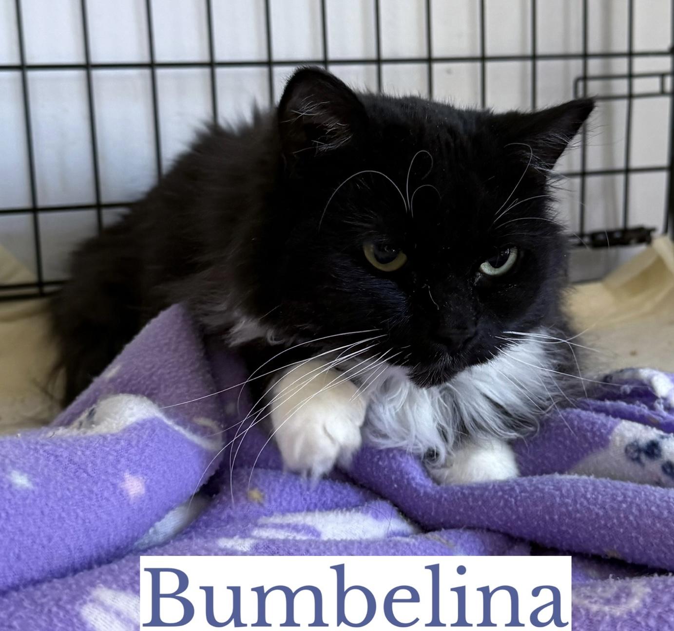 Enlarge Bumbelina, a Adoptable Domestic Long Hair in Berkeley Springs, WV image 4/4