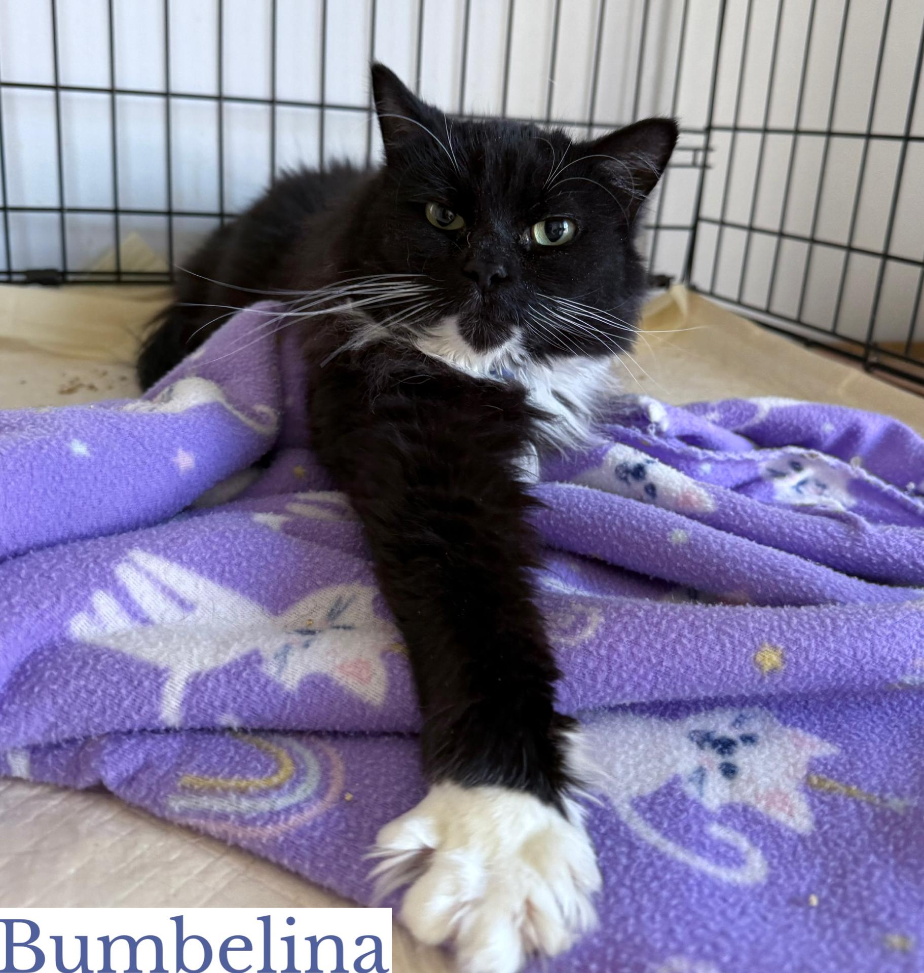 Enlarge Bumbelina, a Adoptable Domestic Long Hair in Berkeley Springs, WV image 3/4