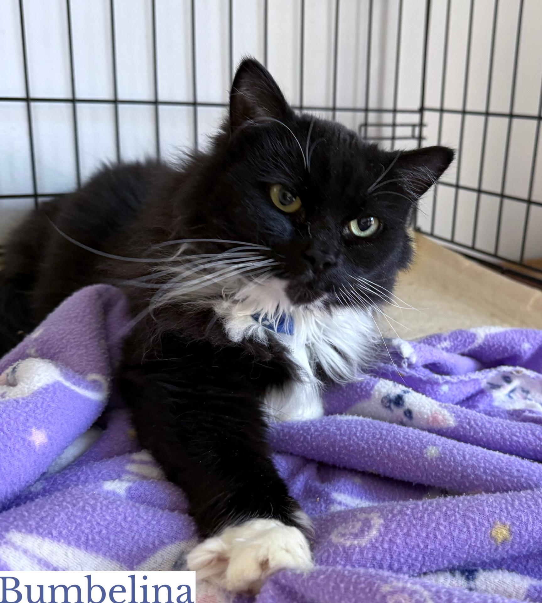 Bumbelina, Adoptable, Adult Female Domestic Long Hair.