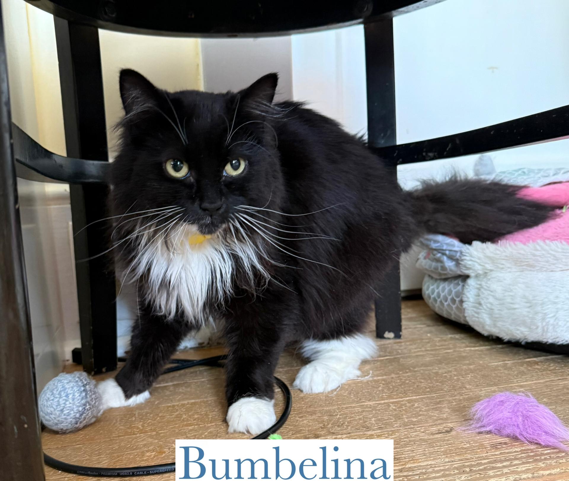 Bumbelina, Adoptable, Adult Female Domestic Long Hair.