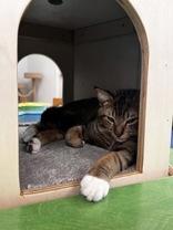 Espresso, ADOPTABLE, Adult Male Domestic Short Hair.