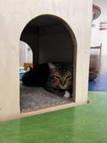Enlarge Espresso, a ADOPTABLE Domestic Short Hair in Potsdam, NY image 2/2
