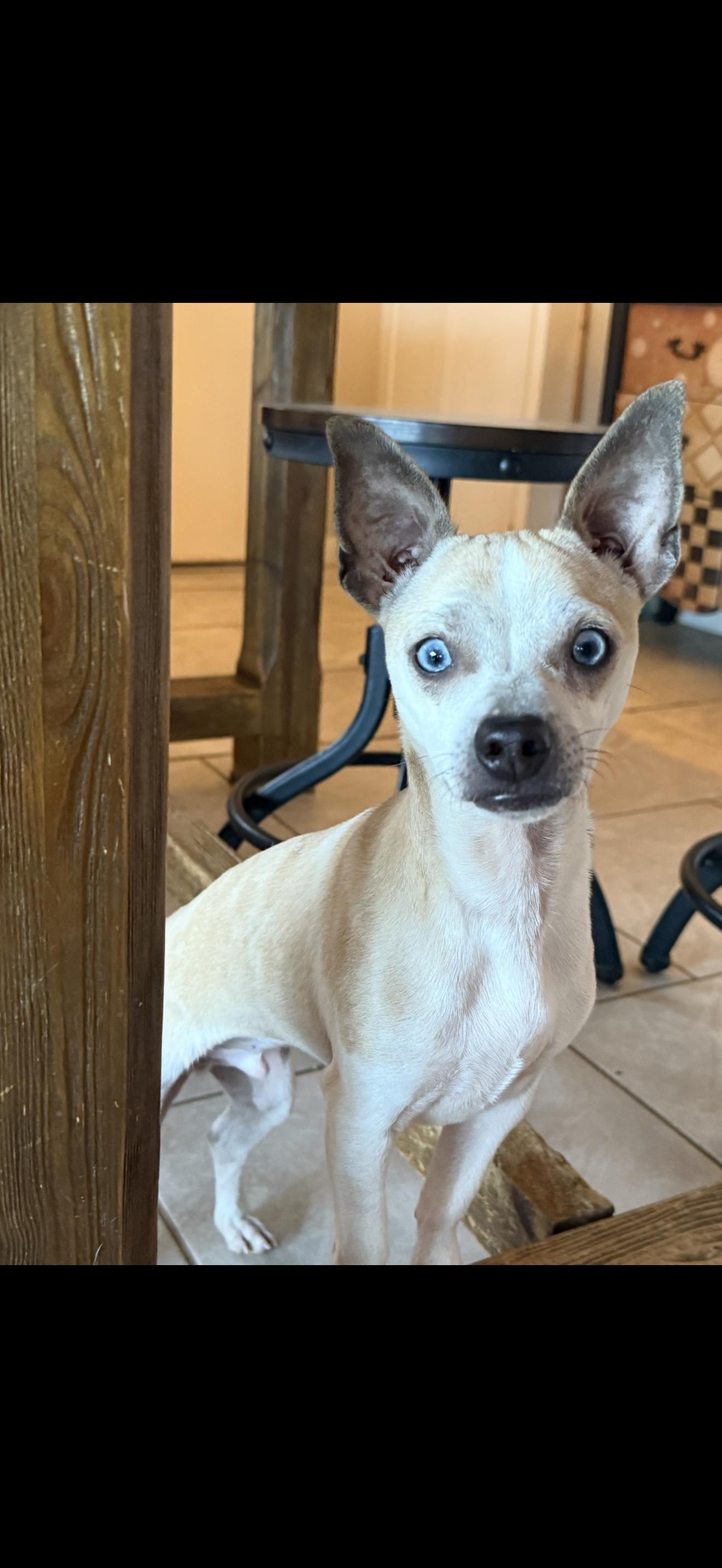 Blue, ADOPTABLE, Young Male Chihuahua.