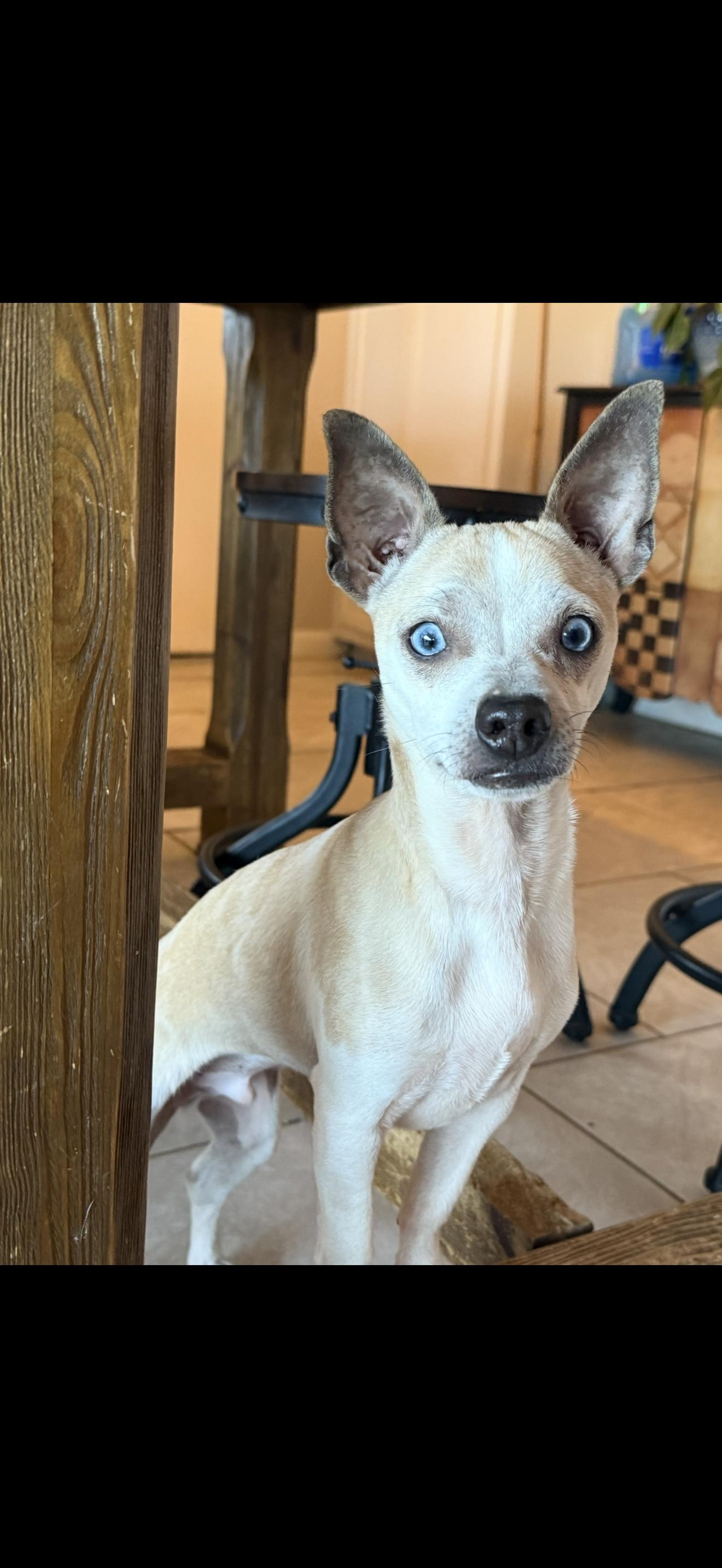 Enlarge Blue, a ADOPTABLE Chihuahua in Lexington, NC image 2/2