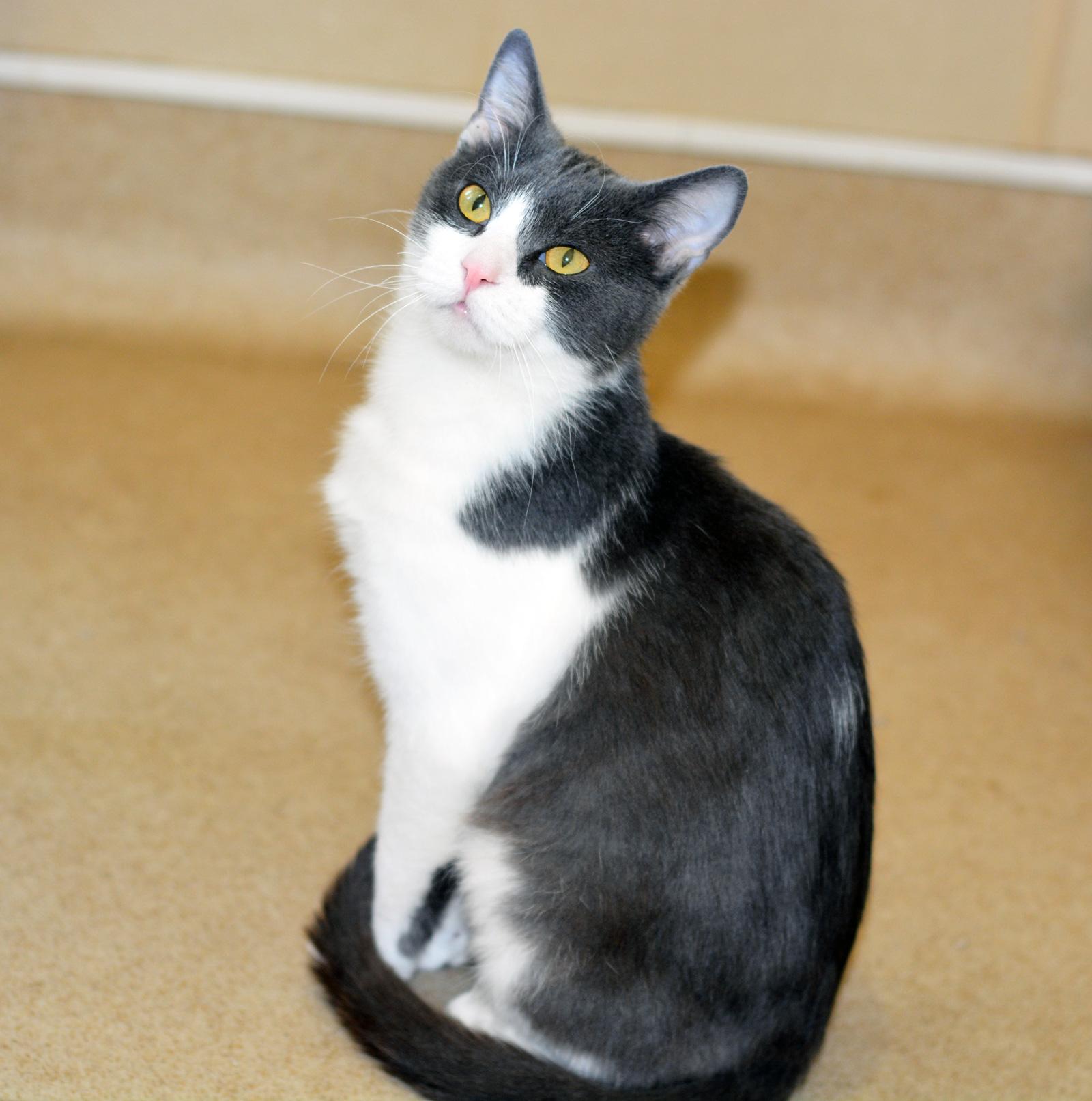 CHEX, adoptable, Young Male Domestic Short Hair.