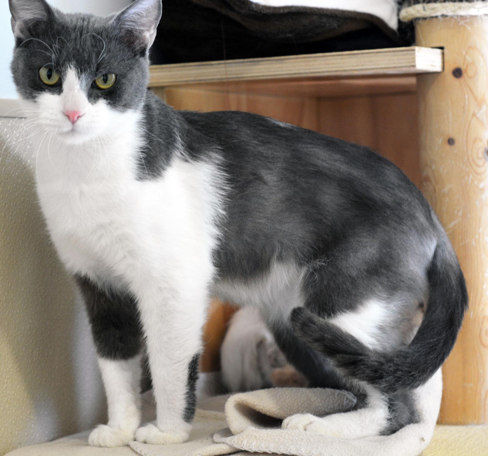 Enlarge CHEX, an adoptable Domestic Short Hair in San Clemente, CA image 2/2
