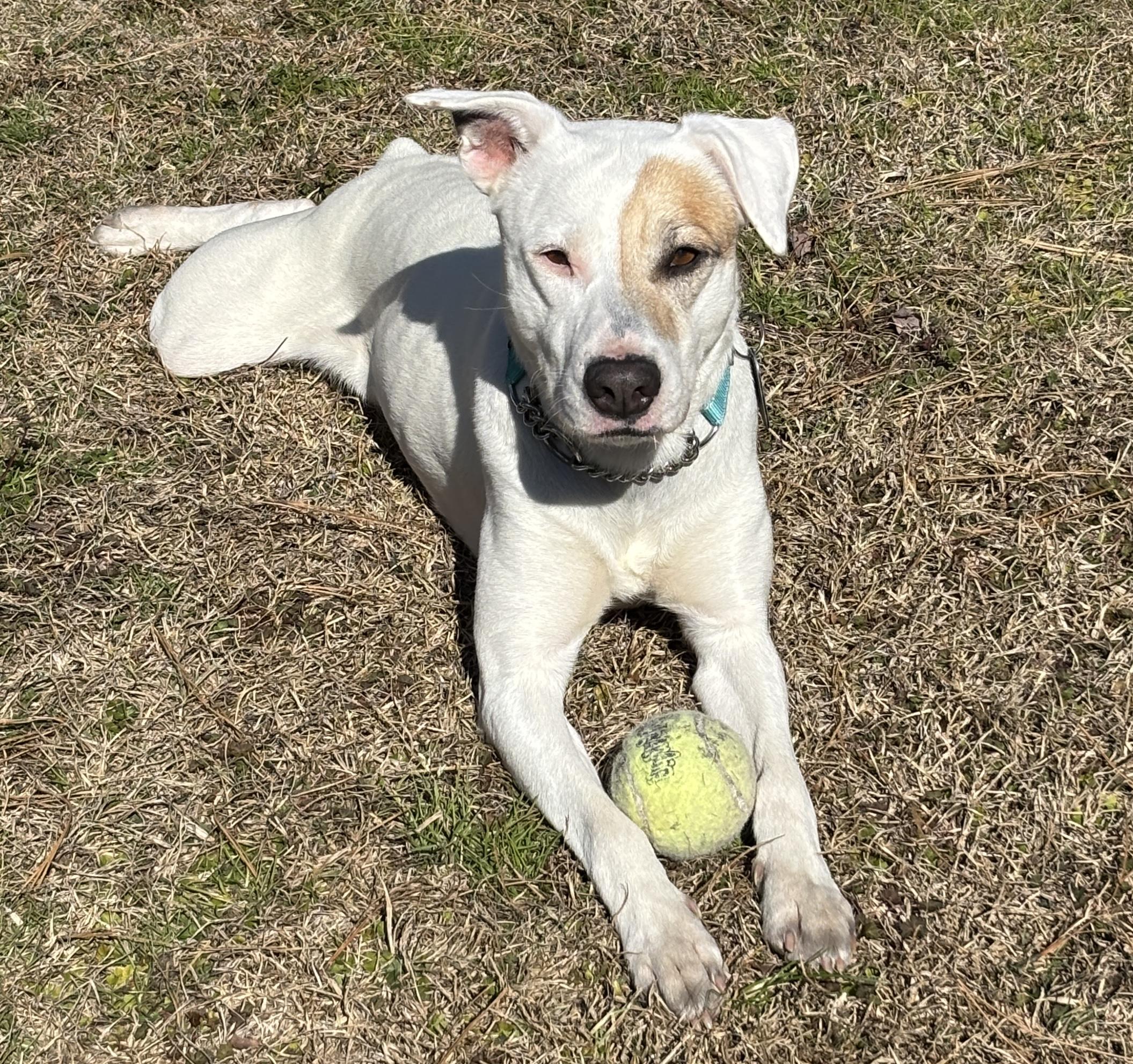 Enlarge Willa, a ADOPTABLE Mixed Breed in Wilmington, NC image 2/2