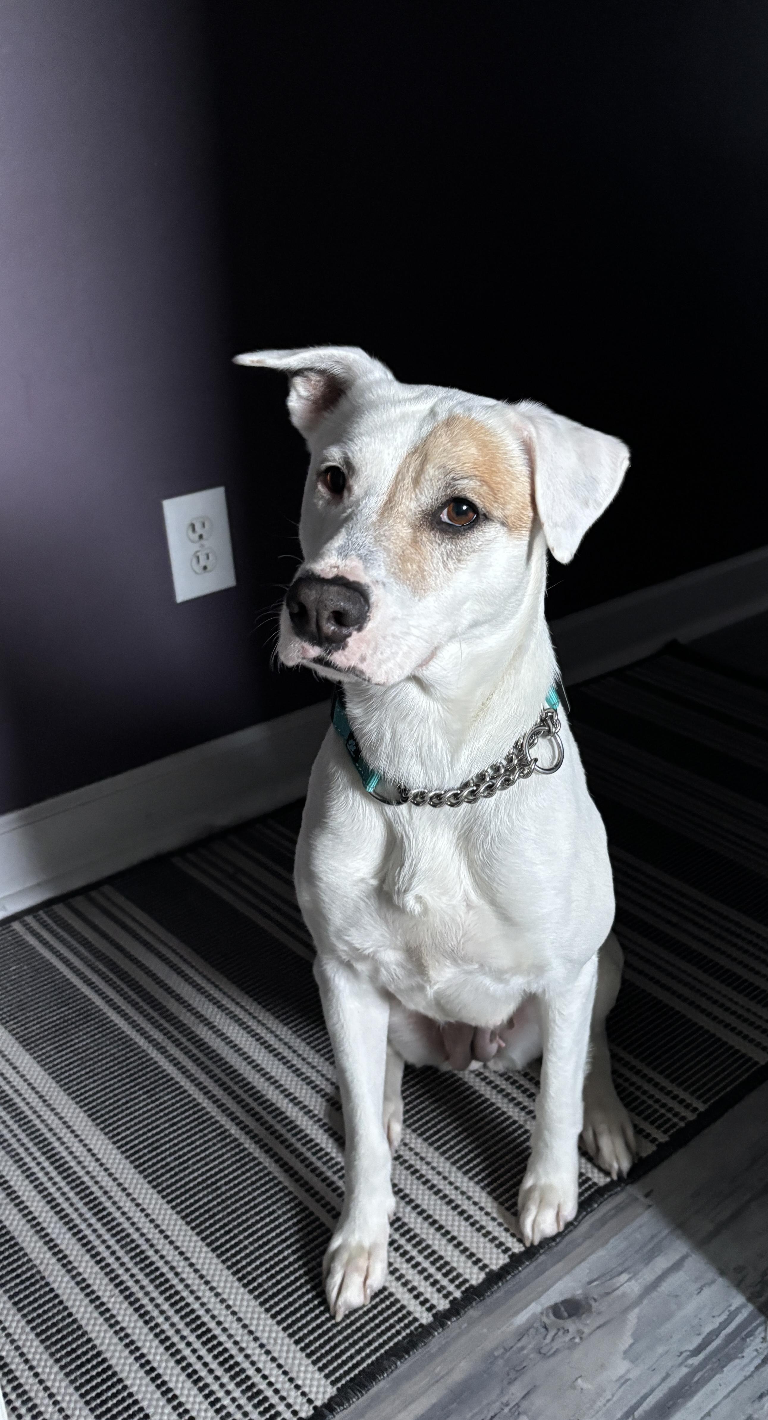 Willa, ADOPTABLE, Young Female Mixed Breed.