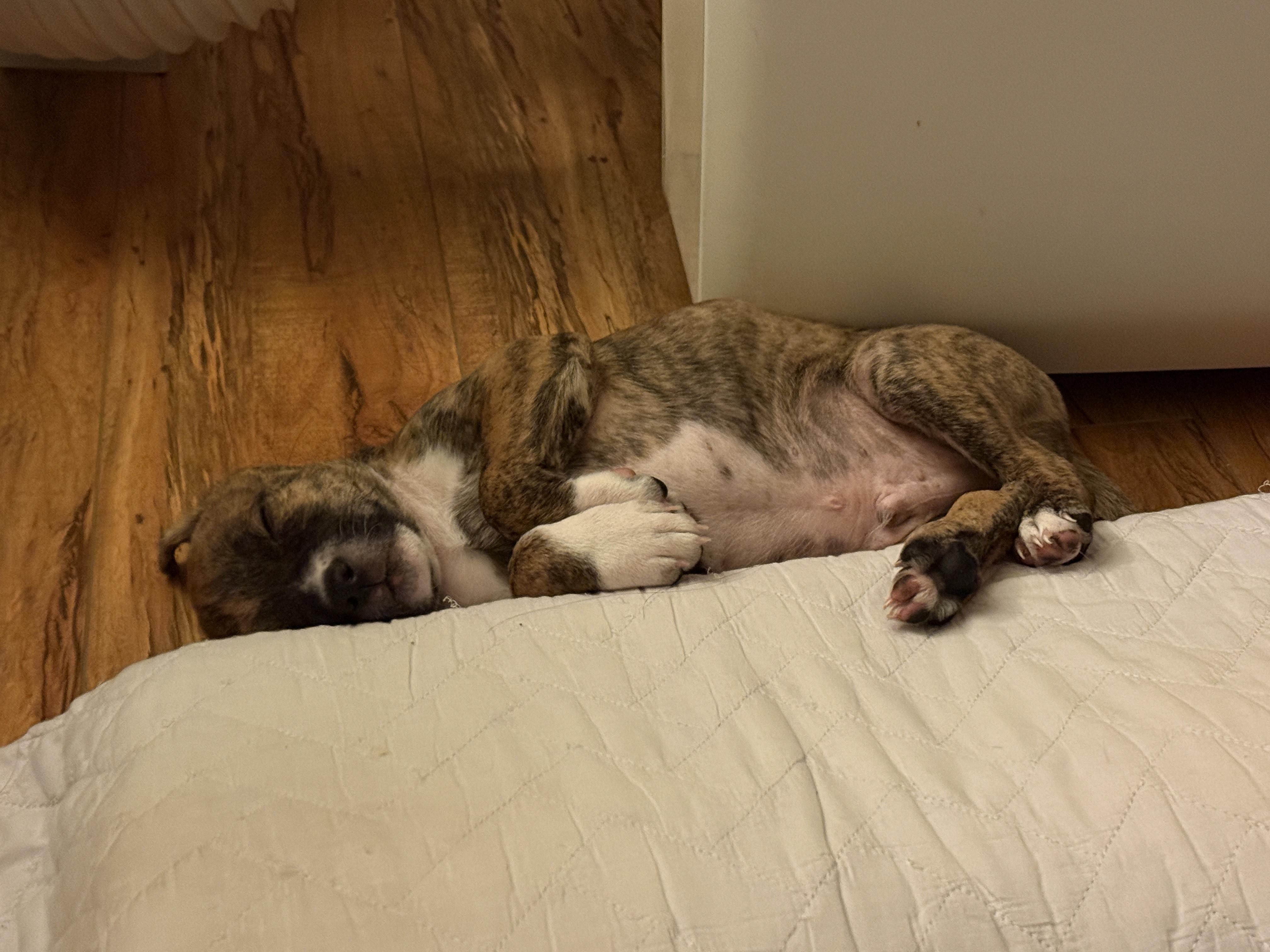 Enlarge Romero, a ADOPTABLE mixed breed in West Hollywood, CA image 5/6