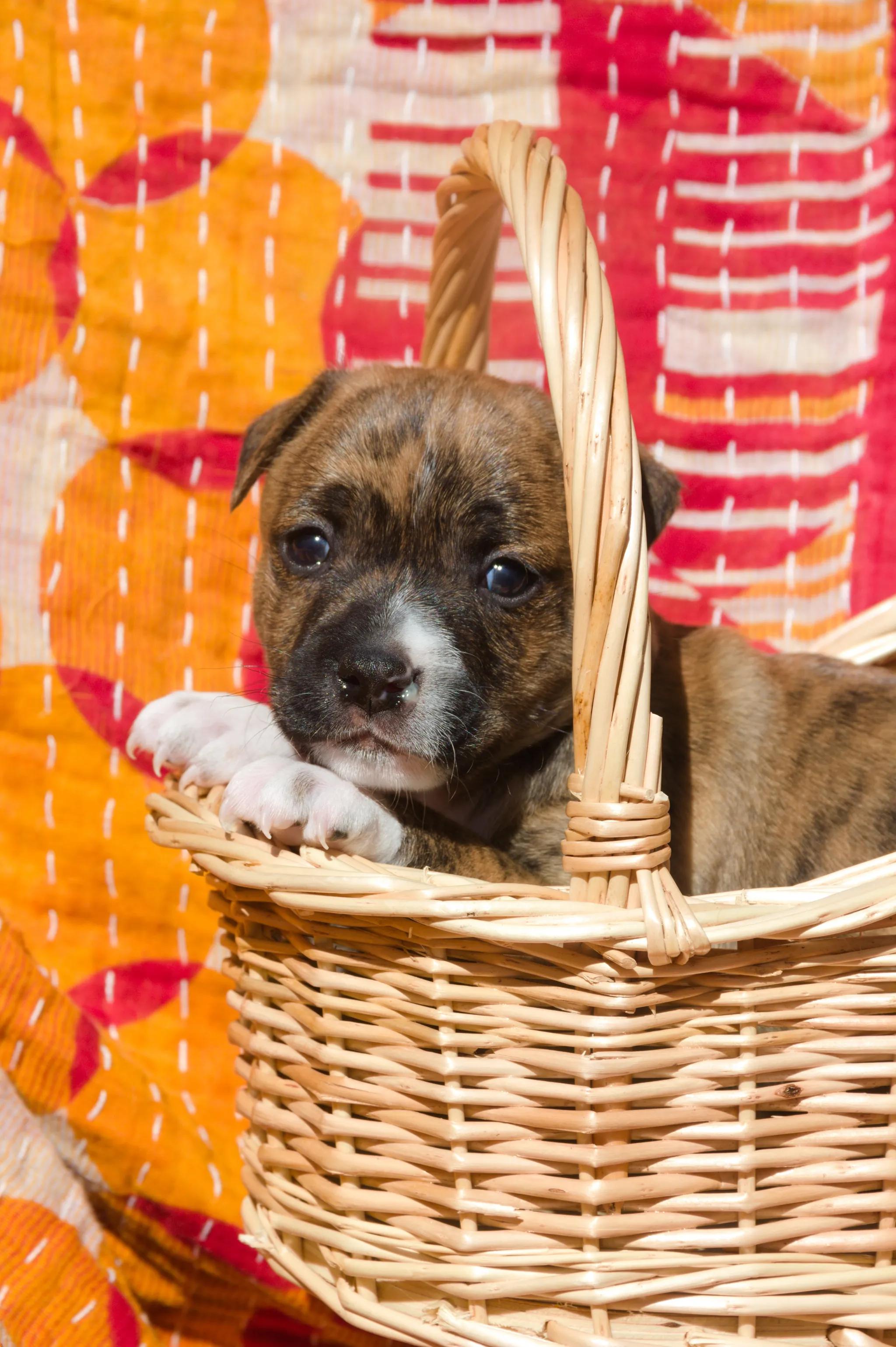 Enlarge Romero, a ADOPTABLE Mixed Breed in West Hollywood, CA image 3/3