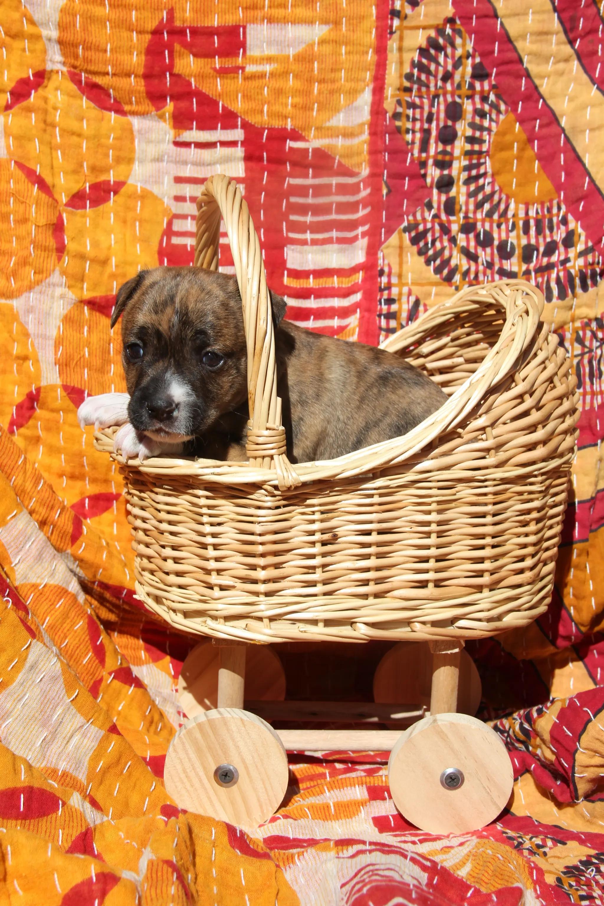 Enlarge Romero, a ADOPTABLE Mixed Breed in West Hollywood, CA image 1/3