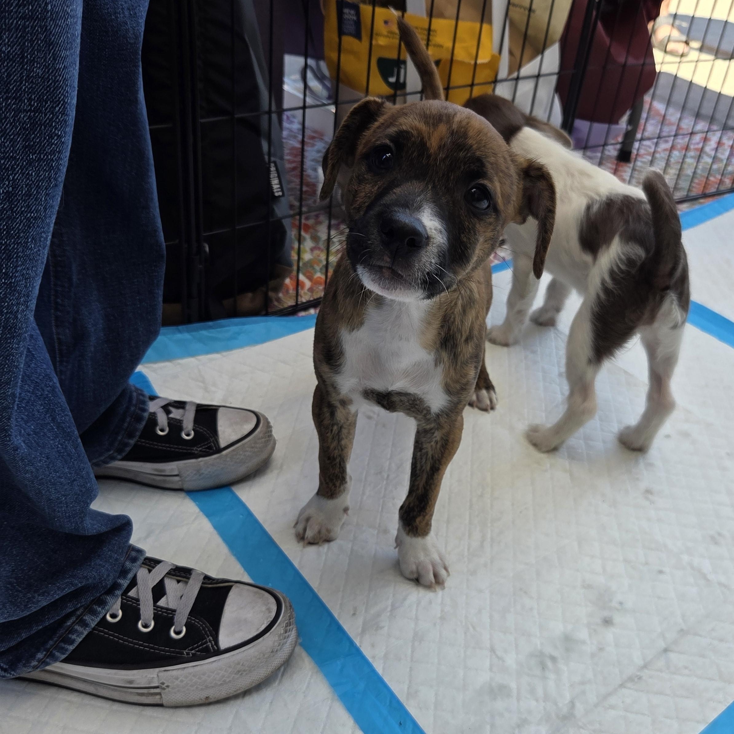 Enlarge Romero, a ADOPTABLE mixed breed in West Hollywood, CA image 6/6