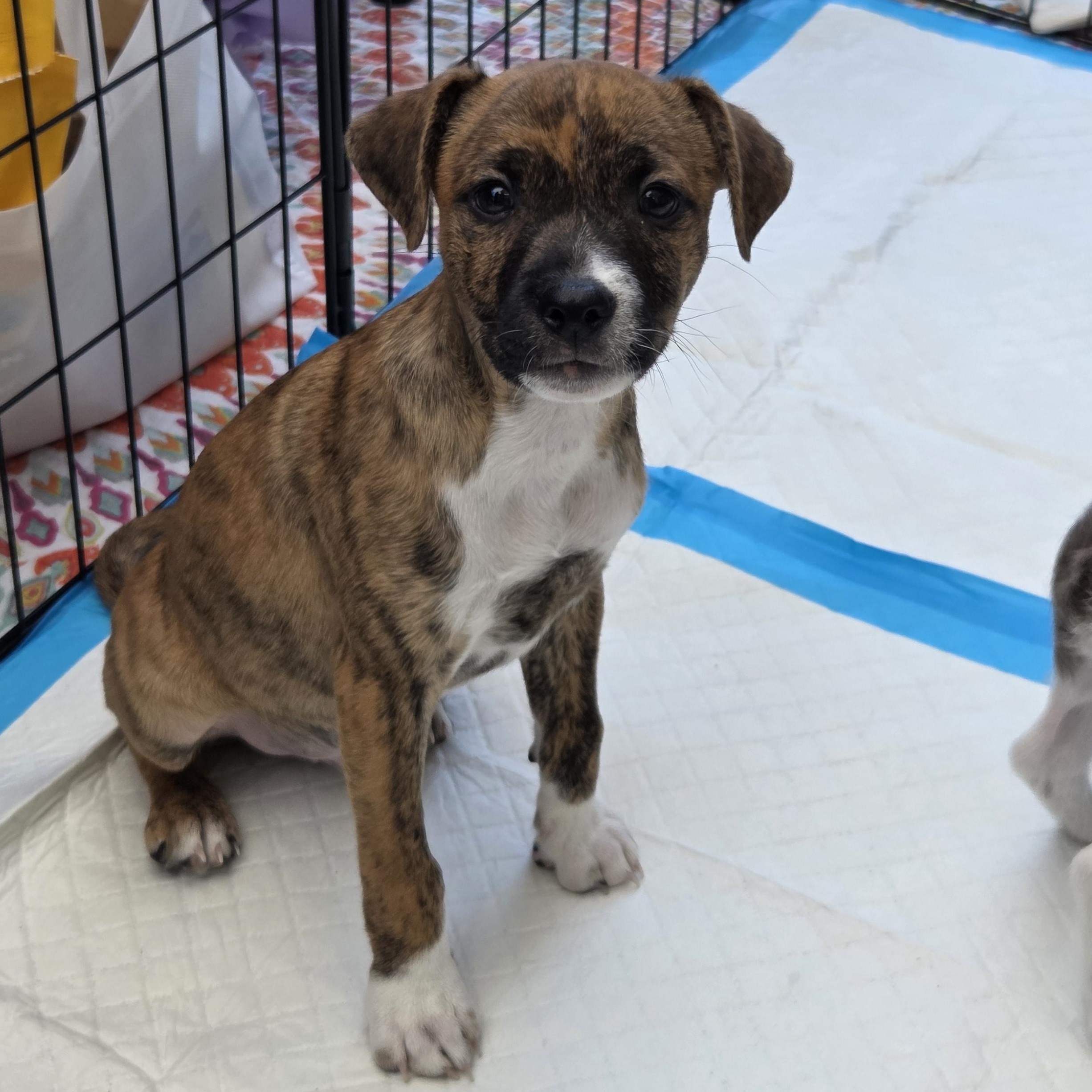 Enlarge Romero, a ADOPTABLE mixed breed in West Hollywood, CA image 1/6