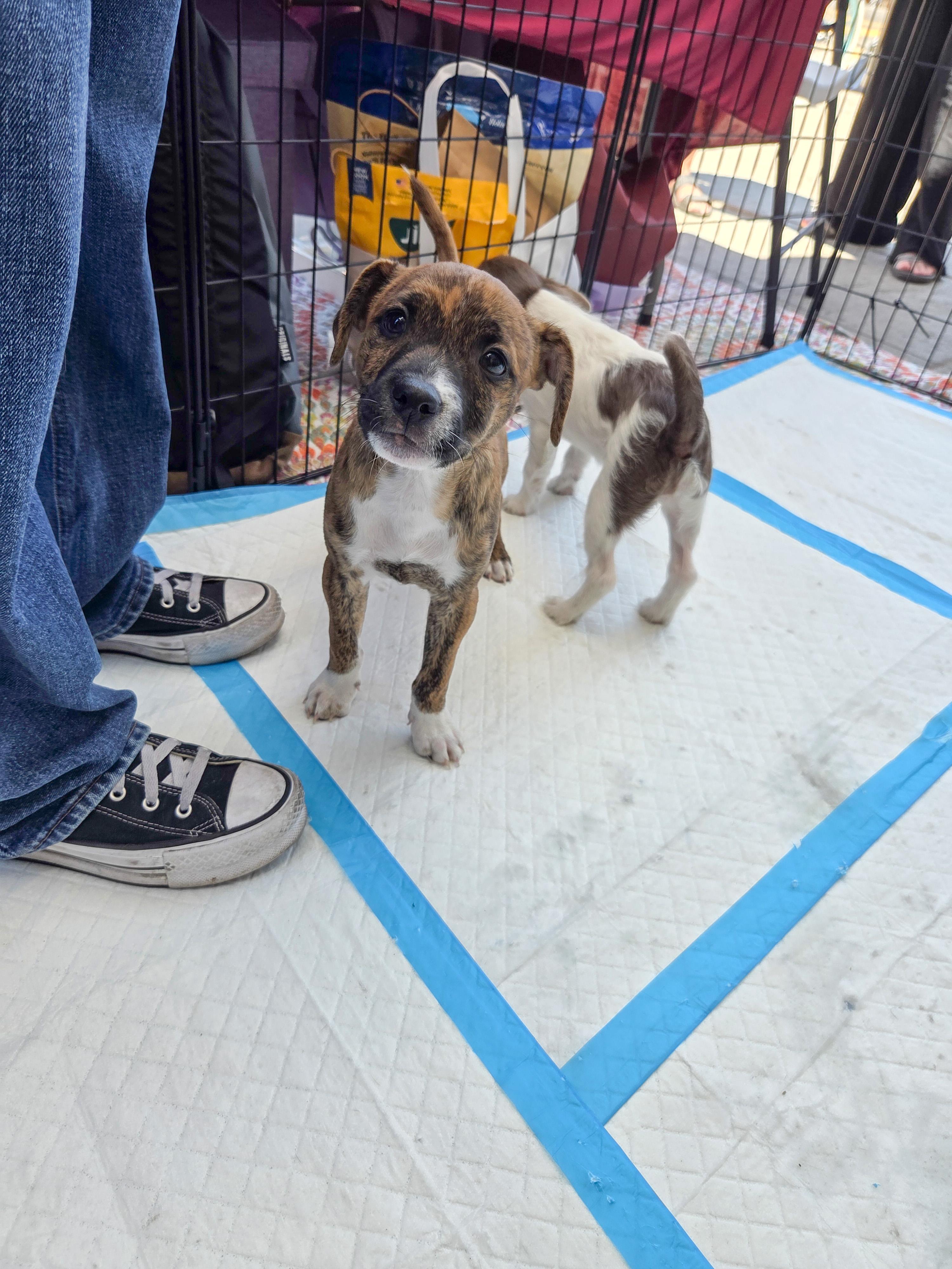 Enlarge Romero, a ADOPTABLE mixed breed in West Hollywood, CA image 2/6